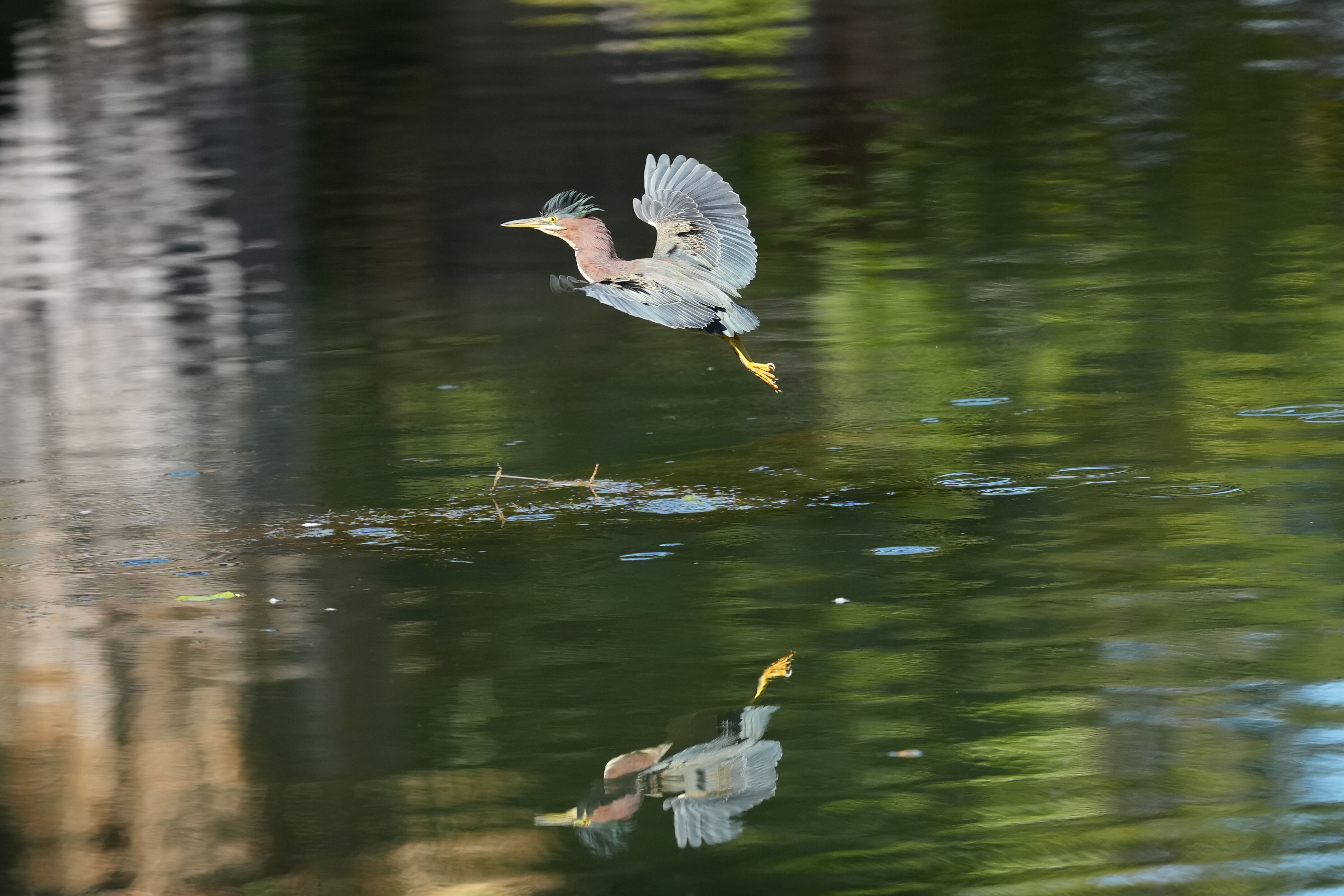 Penitencia Creek County Park