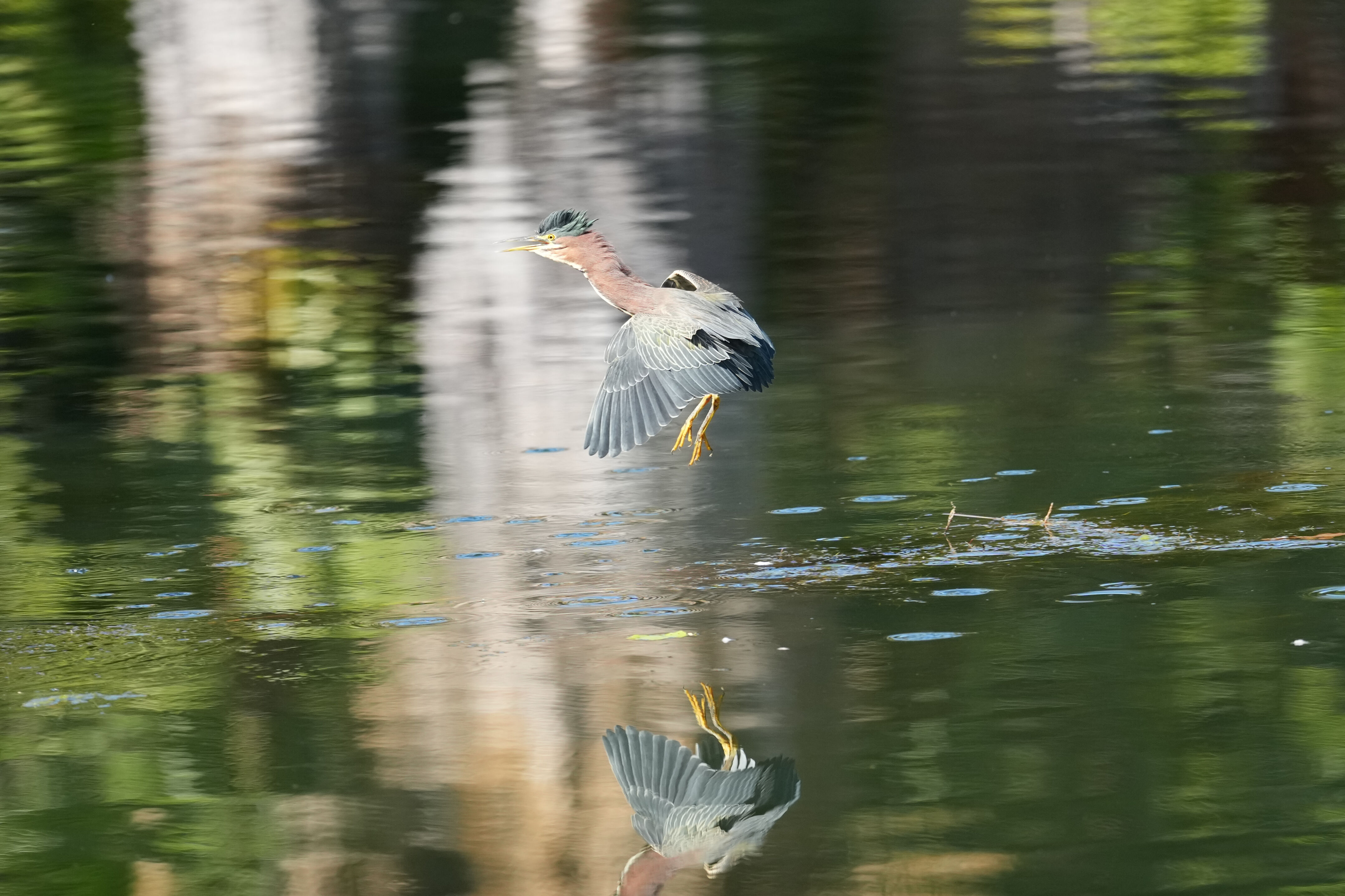 Penitencia Creek County Park