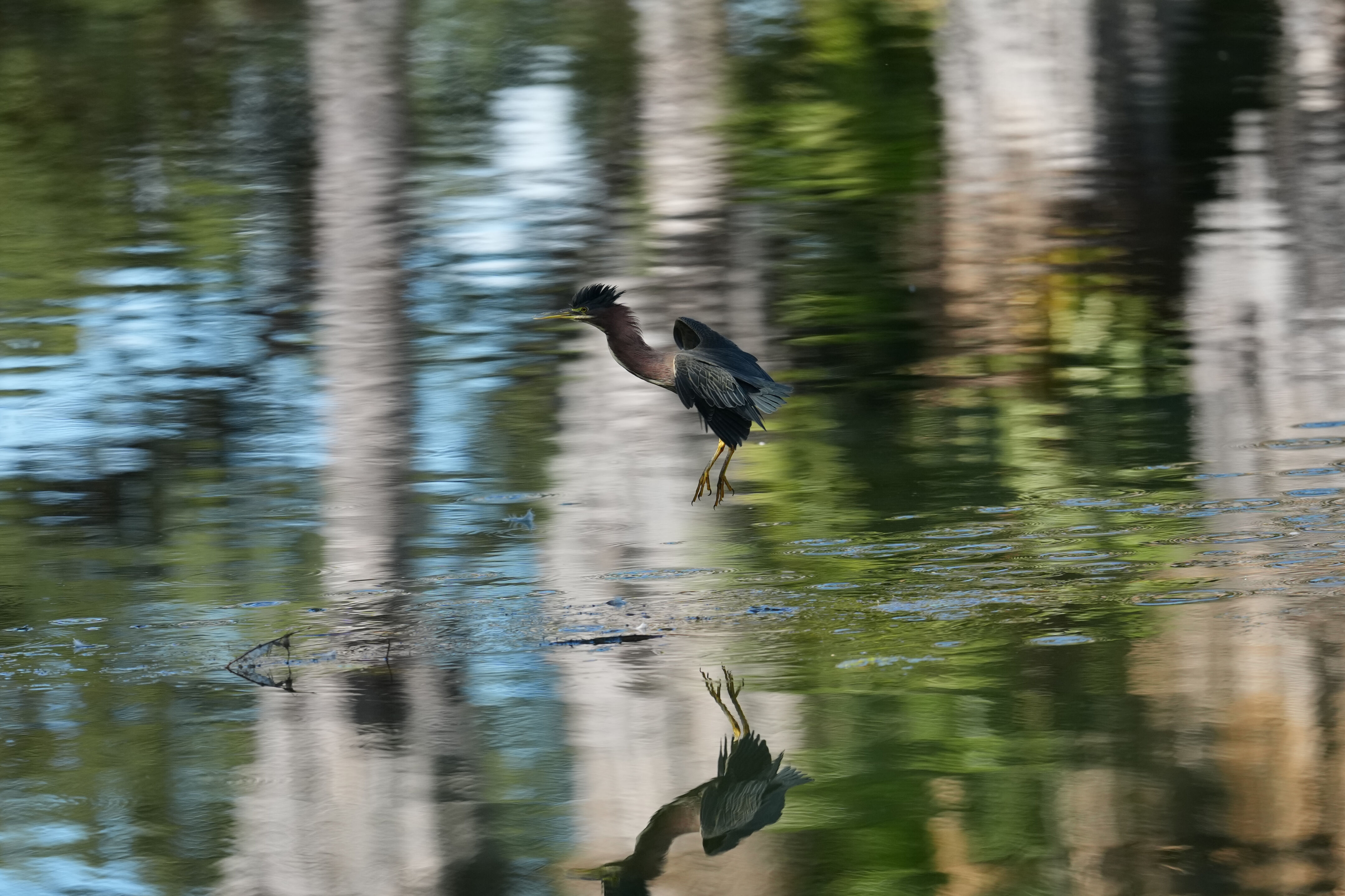 Penitencia Creek County Park