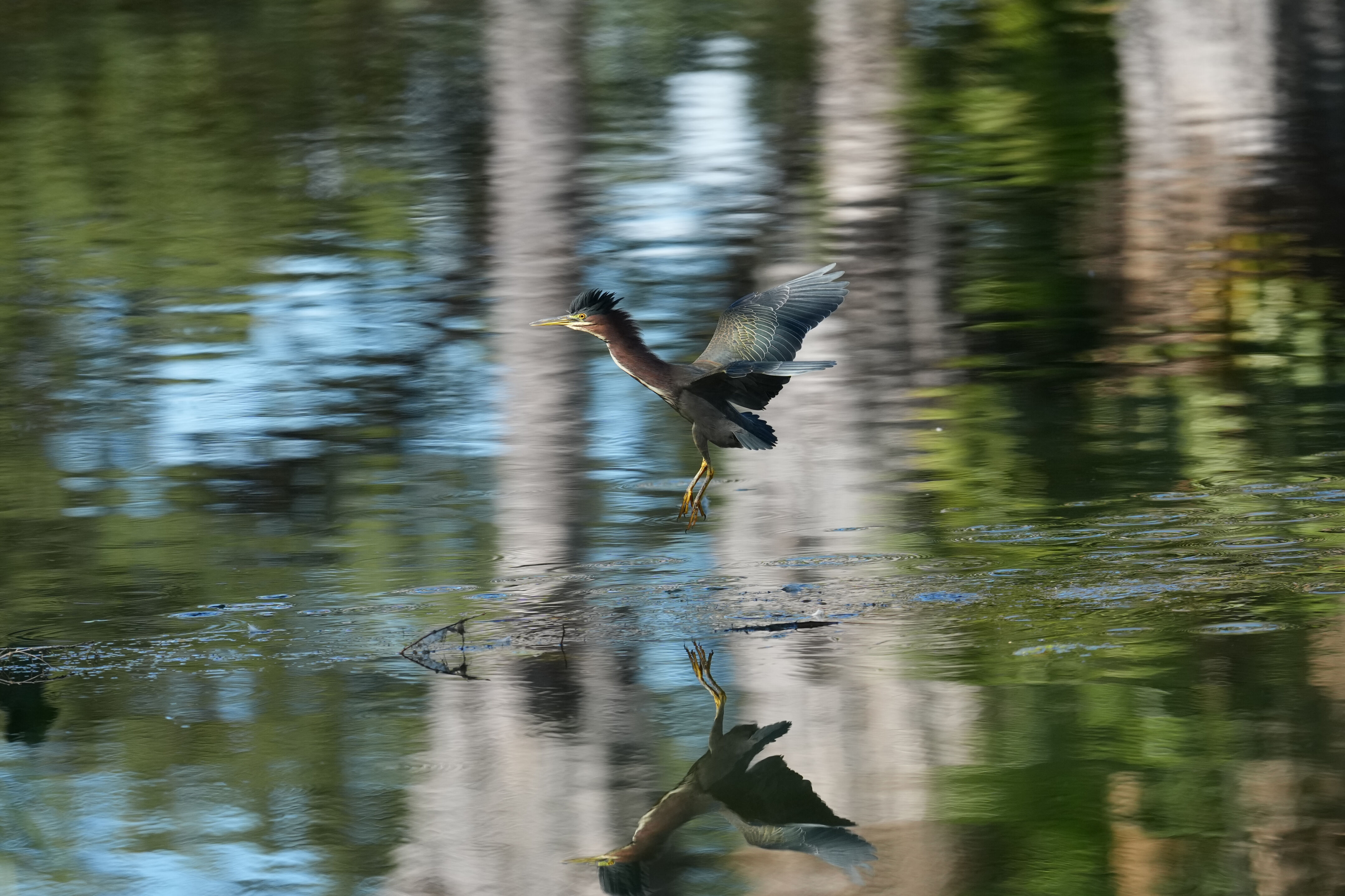 Penitencia Creek County Park