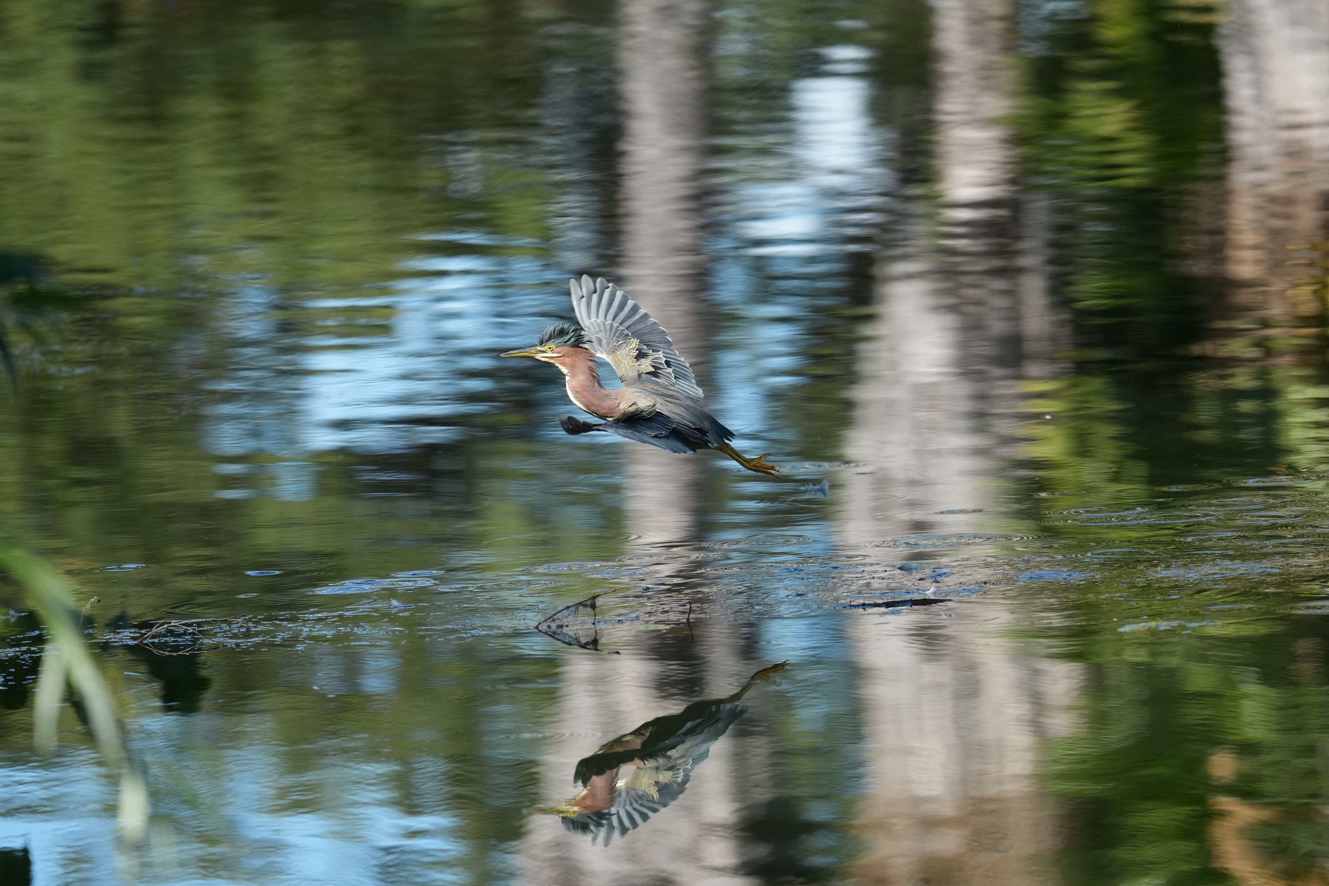 Penitencia Creek County Park