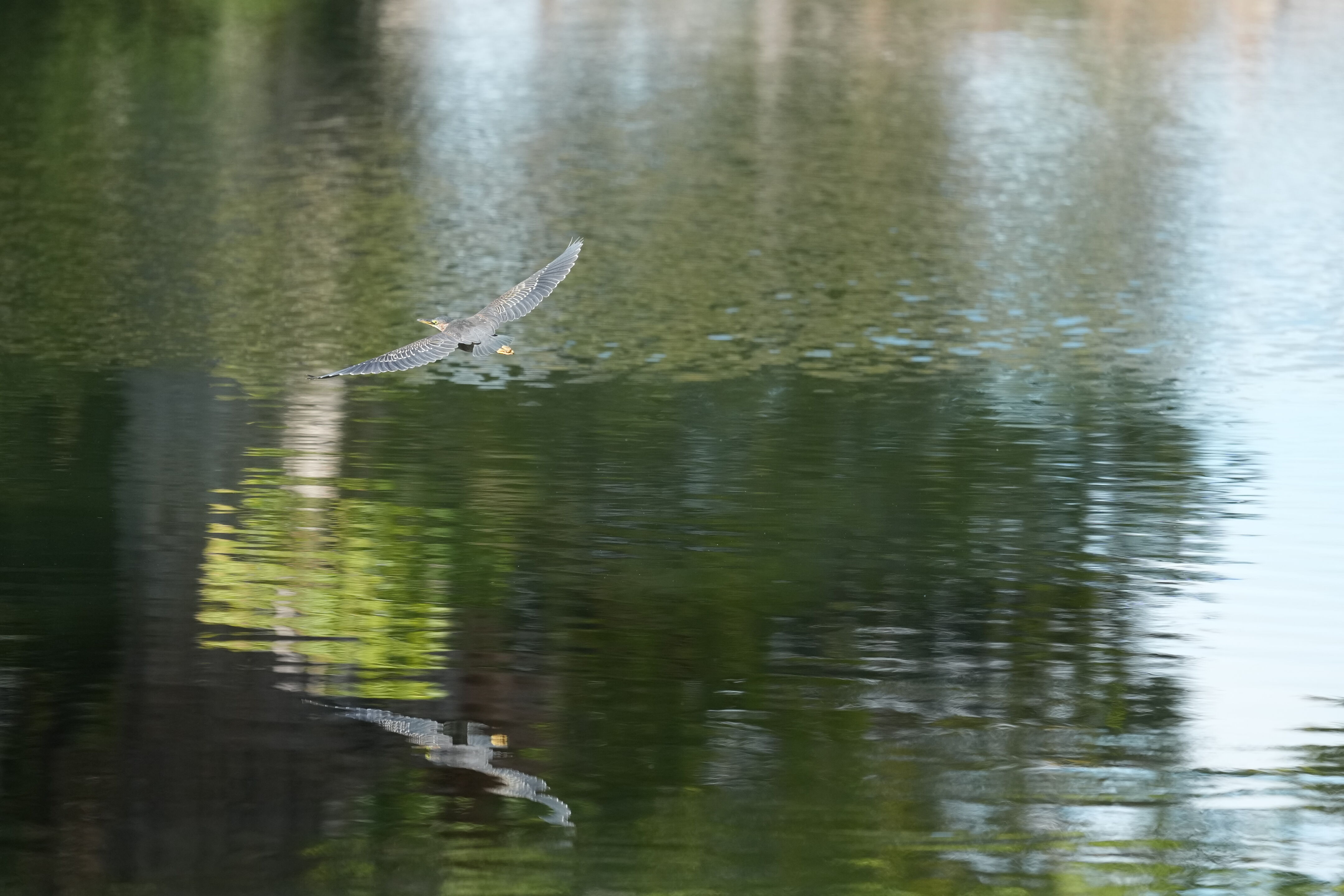 Penitencia Creek County Park