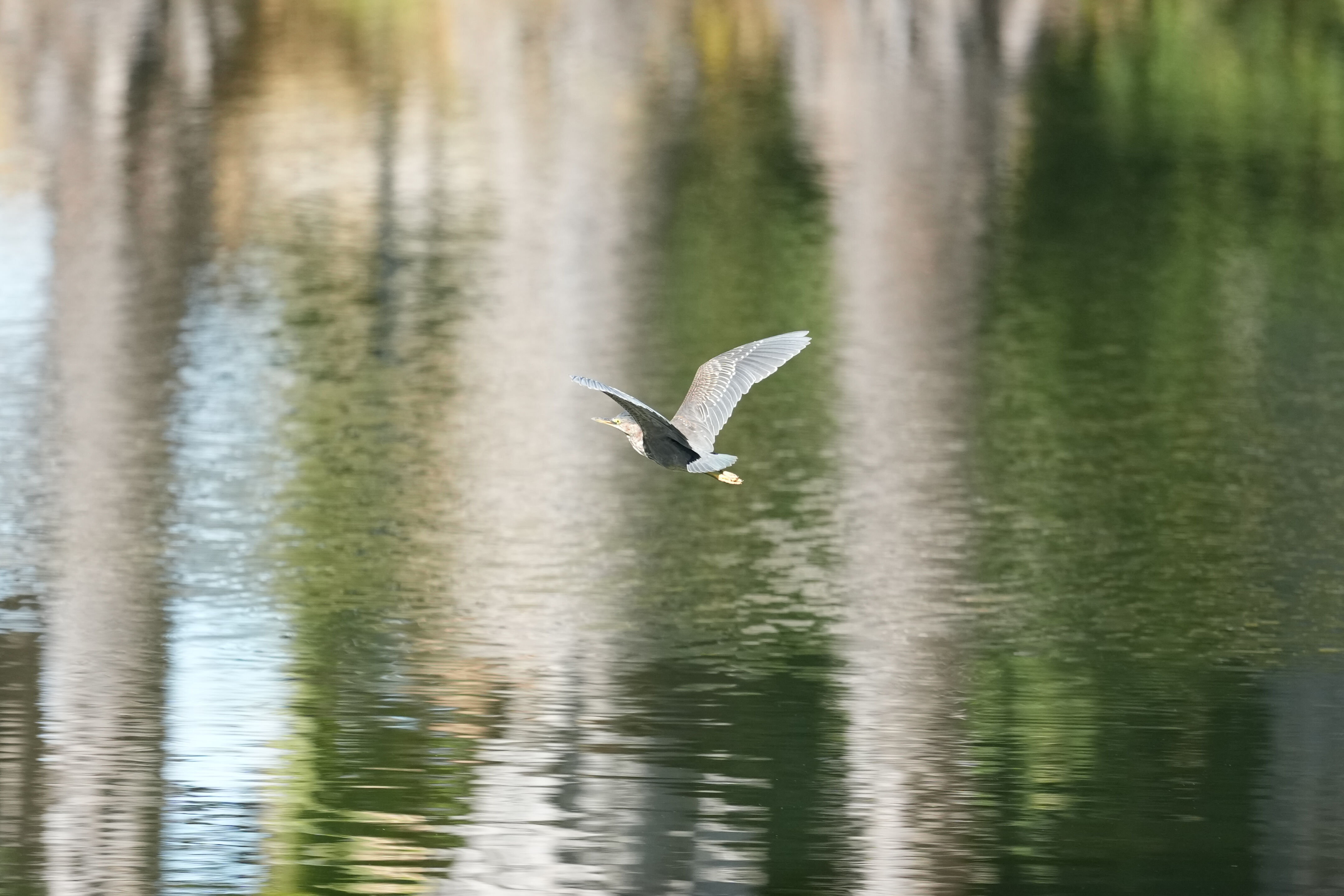 Penitencia Creek County Park