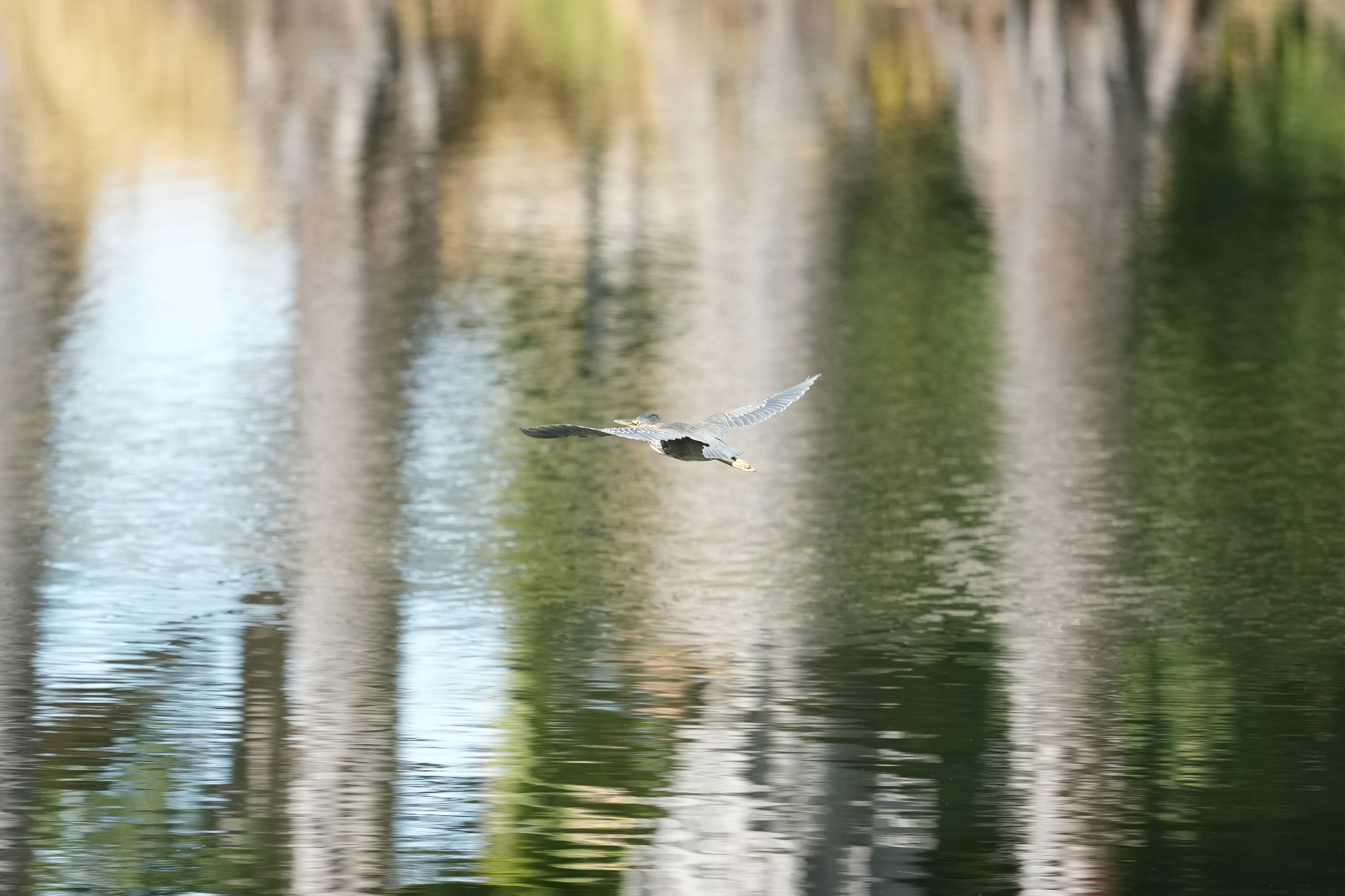 Penitencia Creek County Park