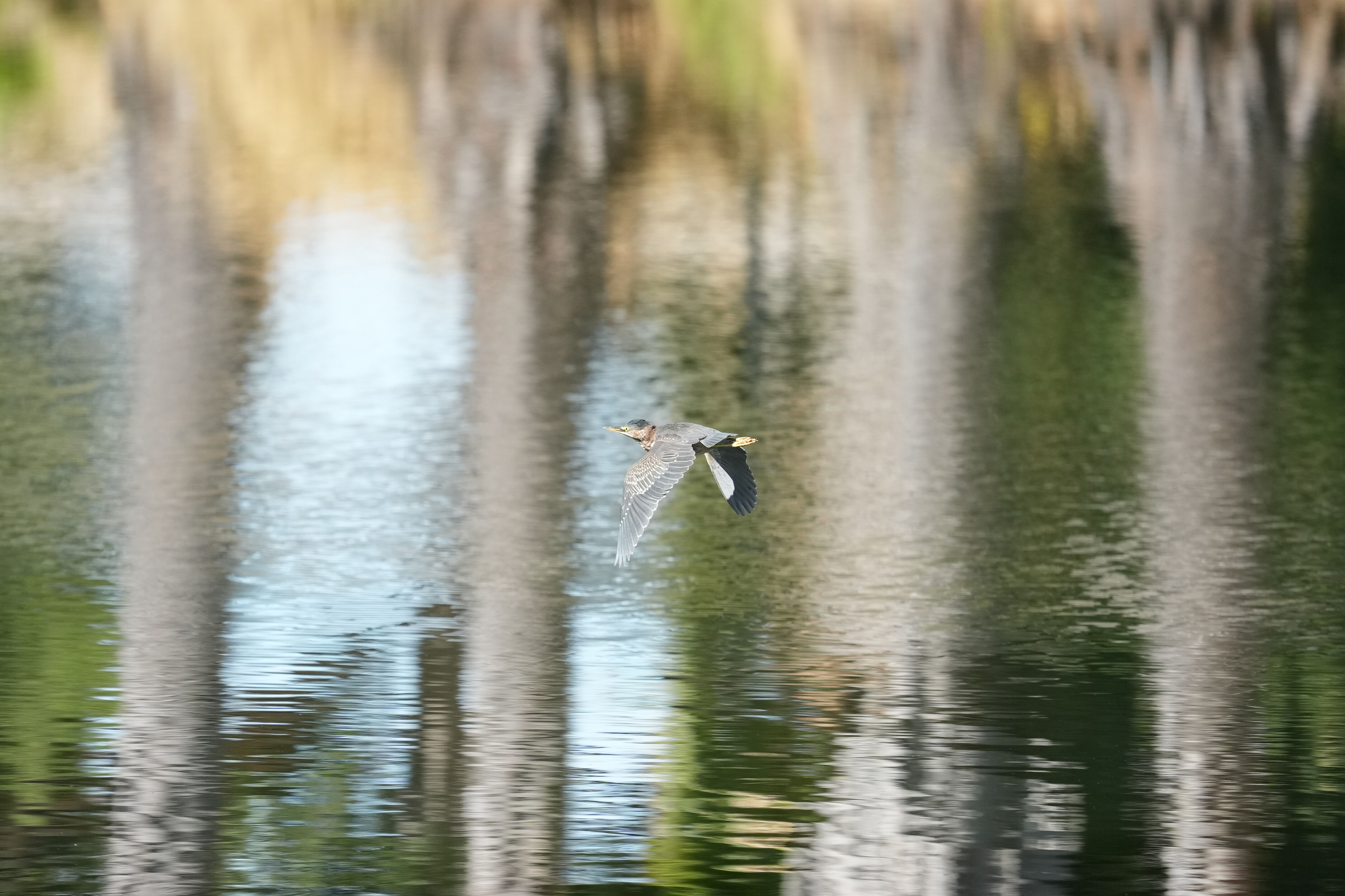 Penitencia Creek County Park