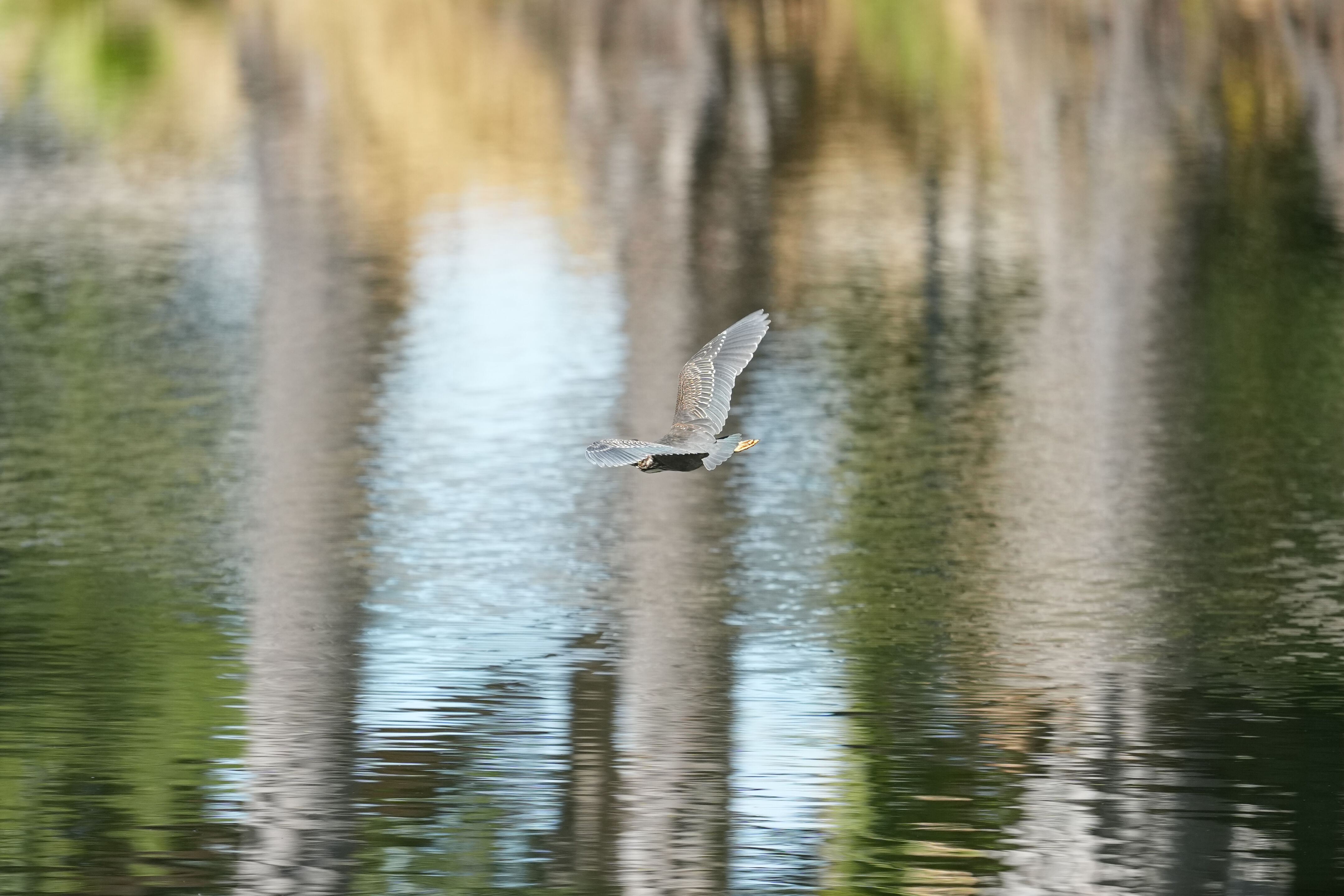 Penitencia Creek County Park