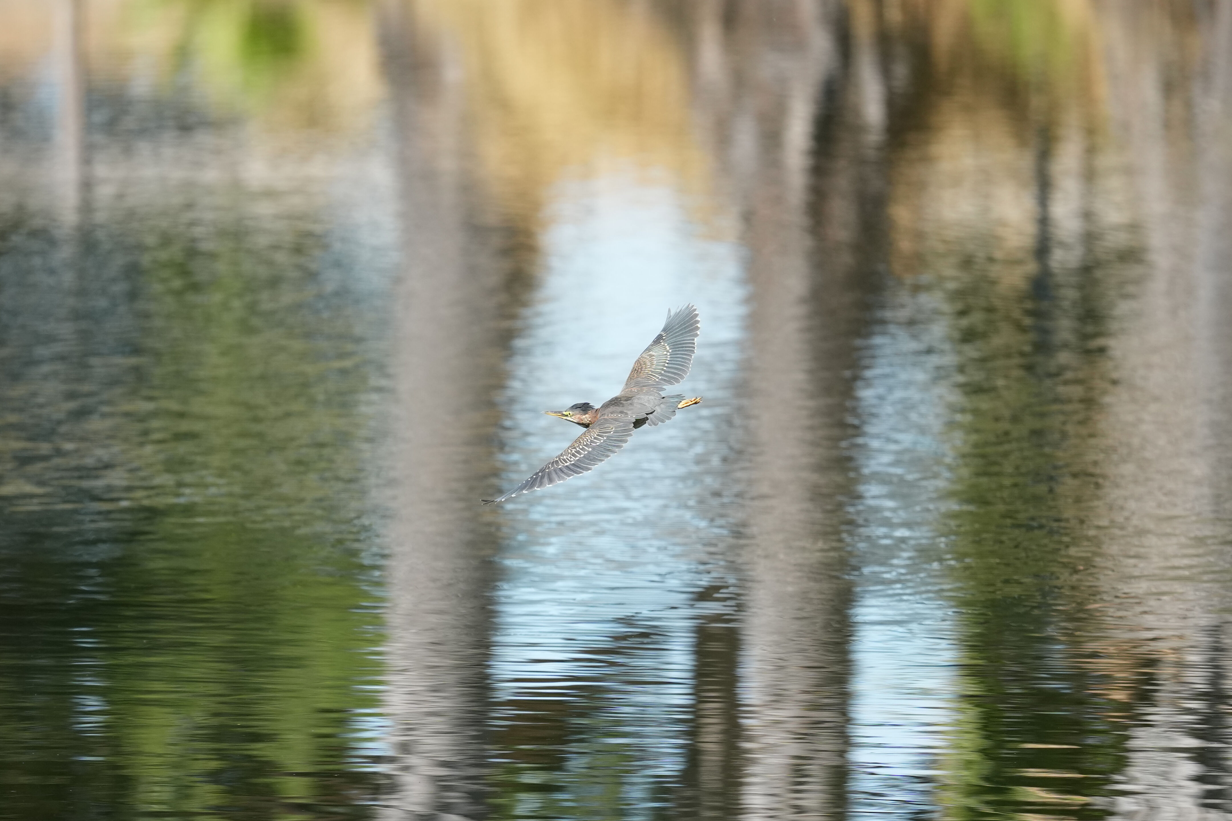 Penitencia Creek County Park