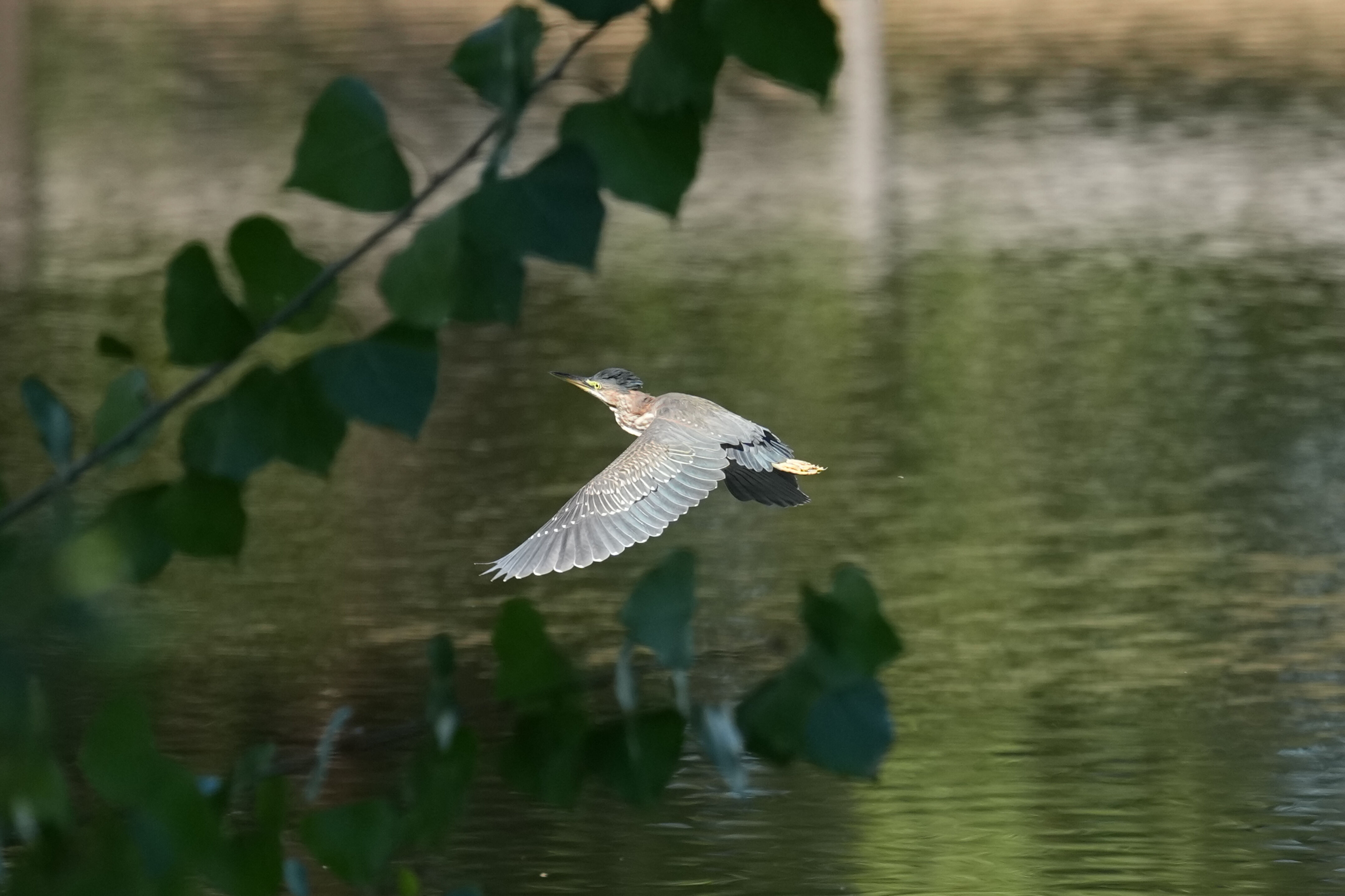 Penitencia Creek County Park