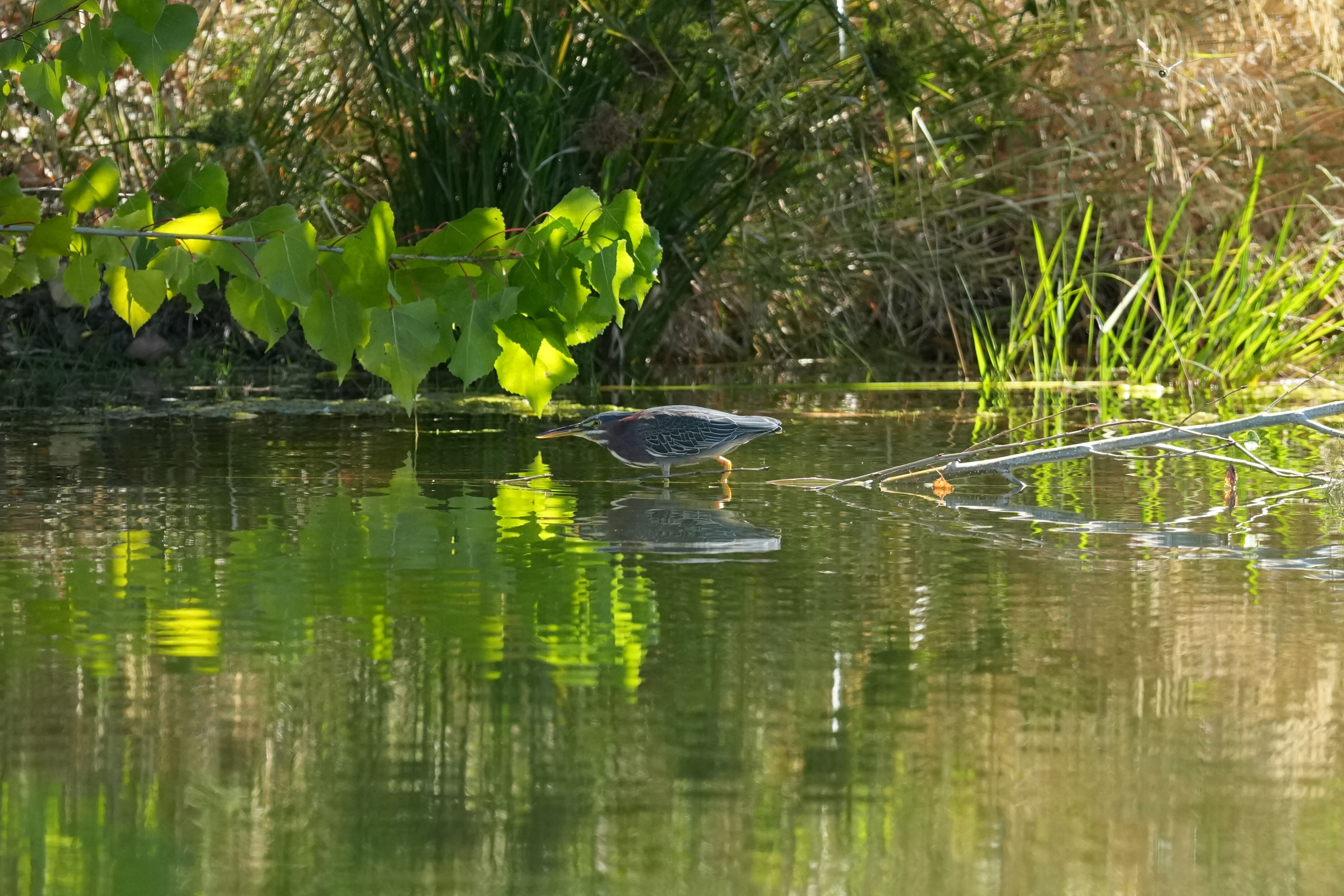 Penitencia Creek County Park