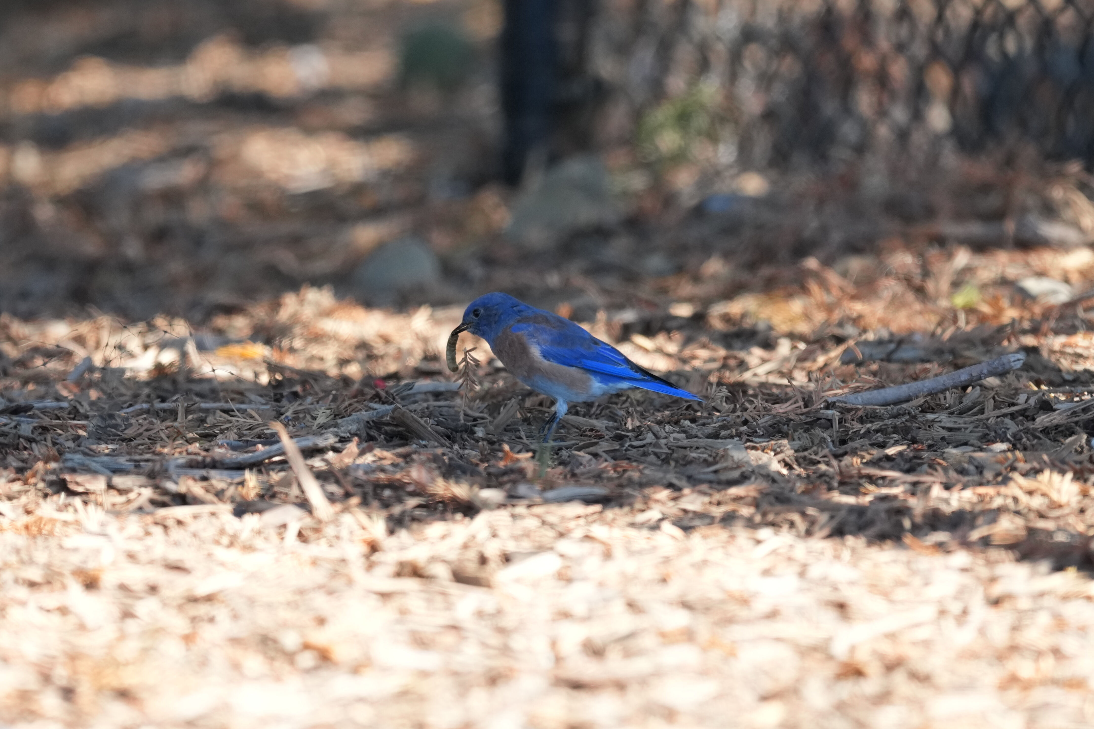 Penitencia Creek County Park