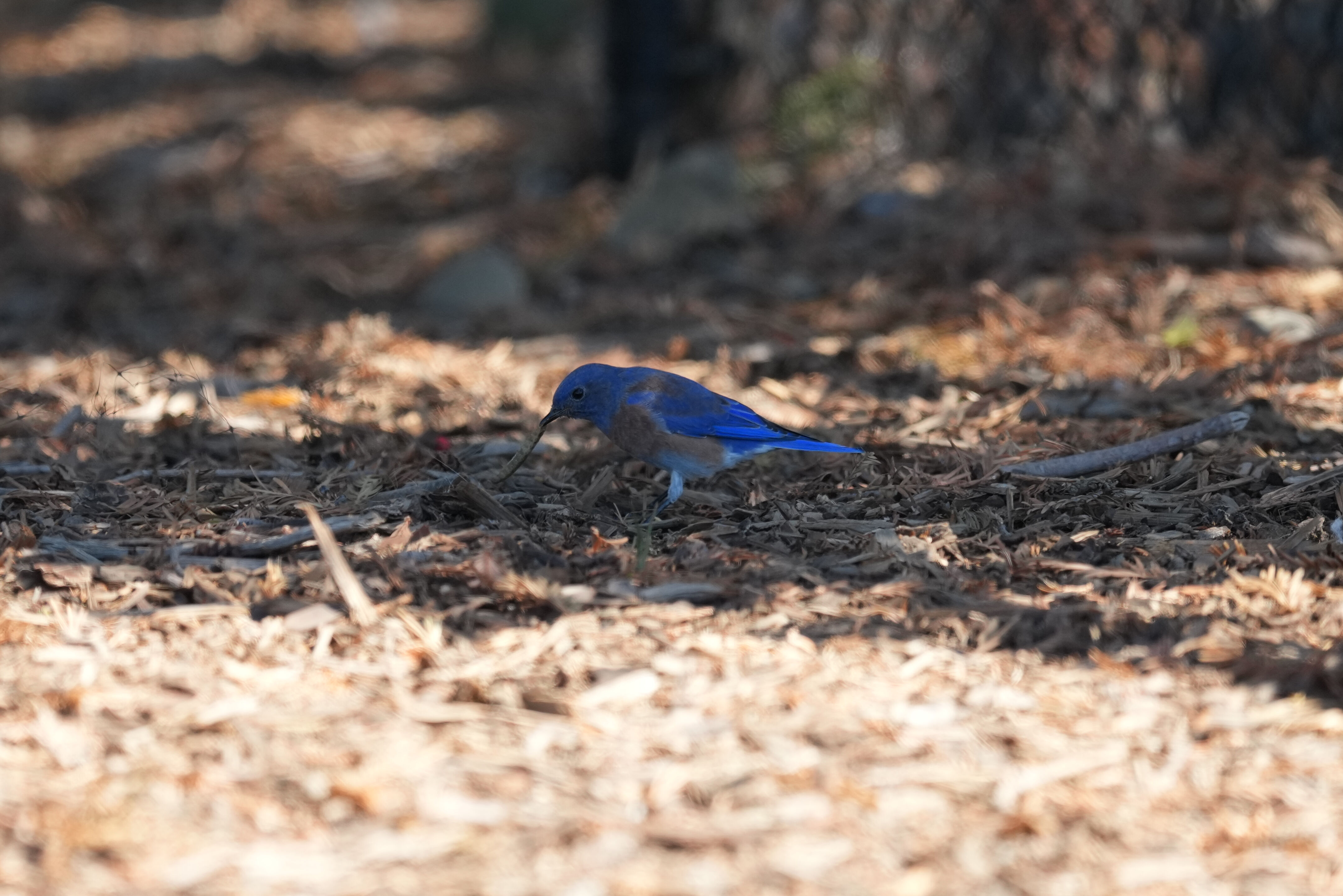 Penitencia Creek County Park