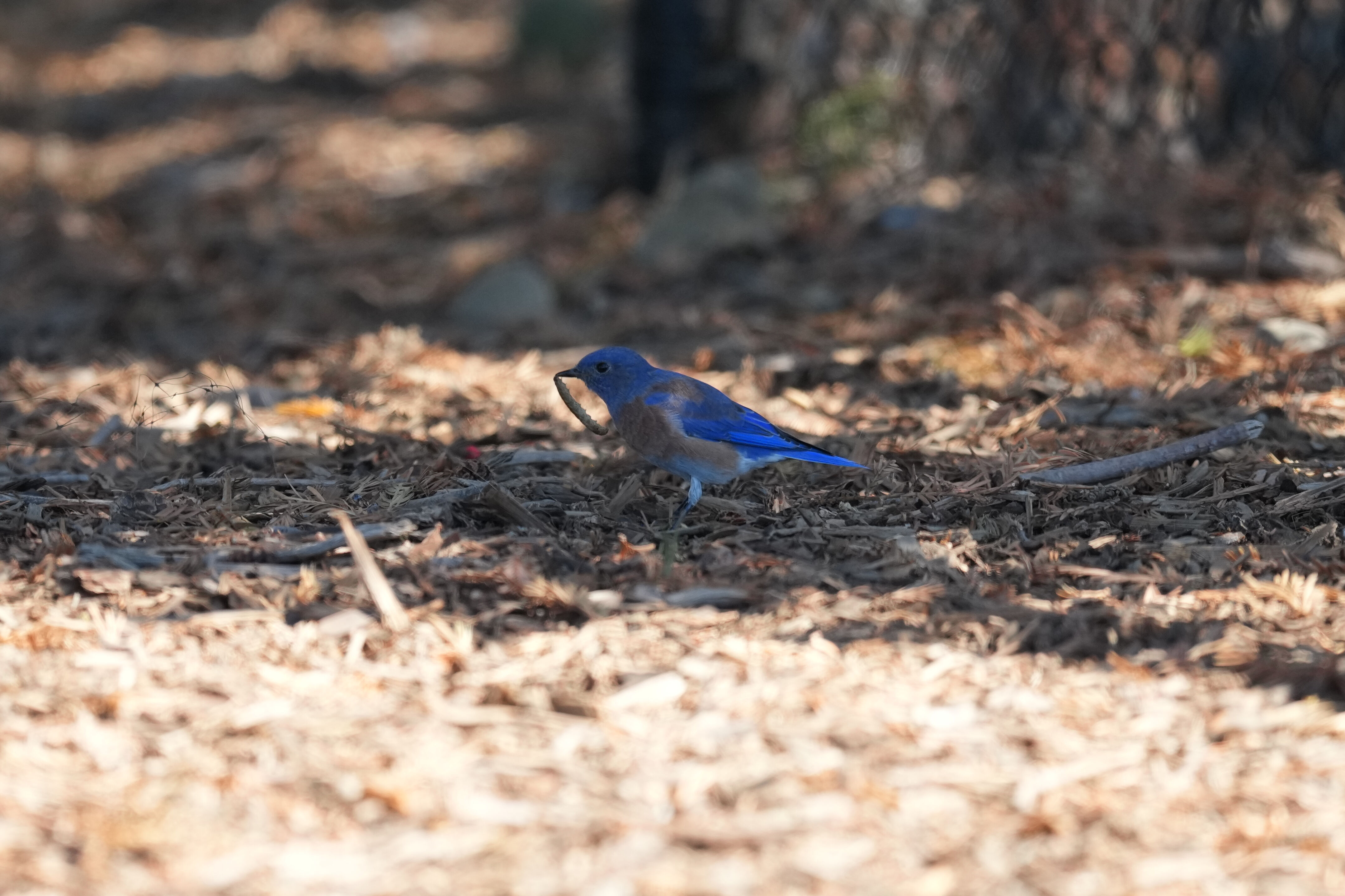 Penitencia Creek County Park