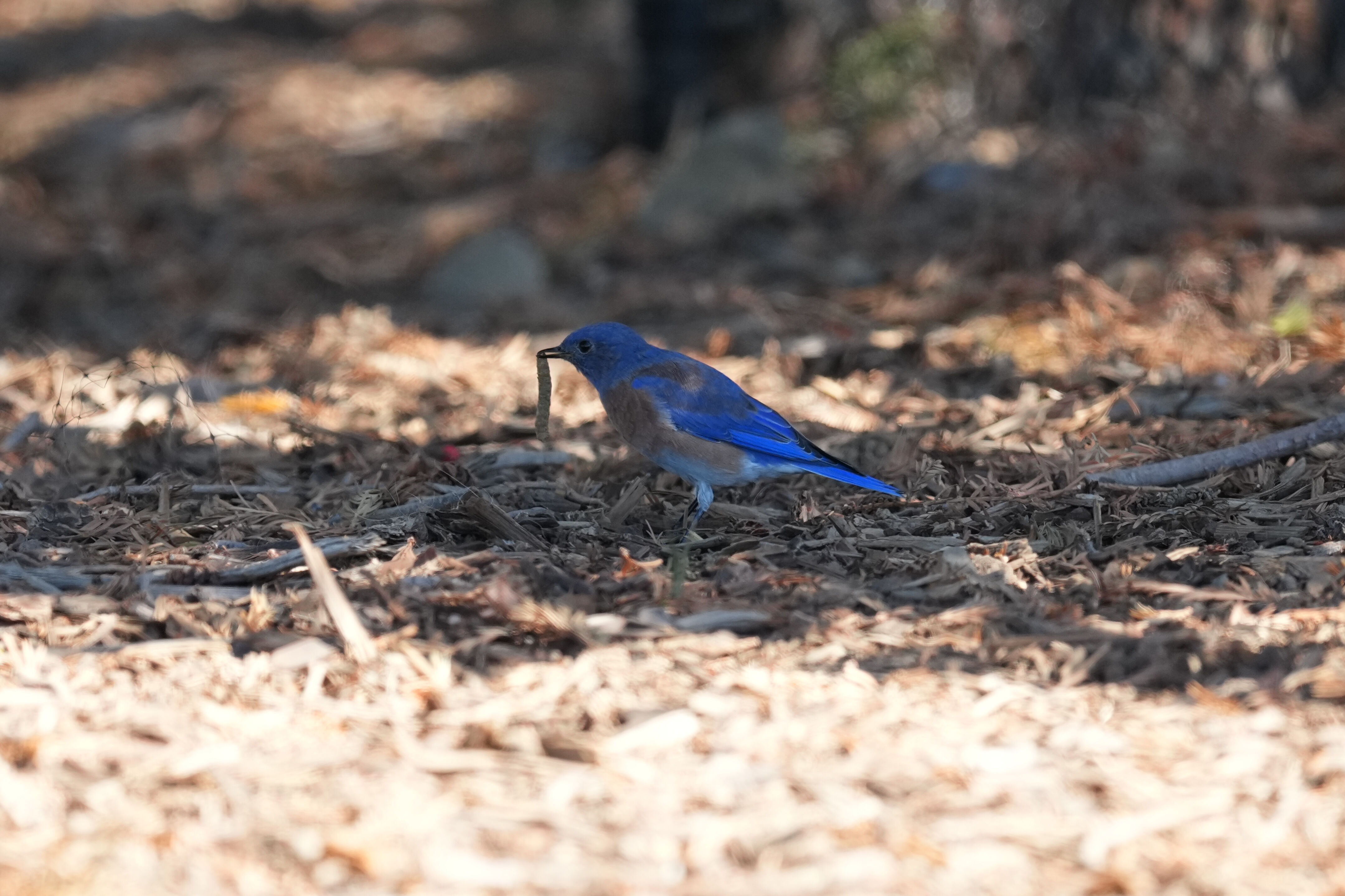 Penitencia Creek County Park