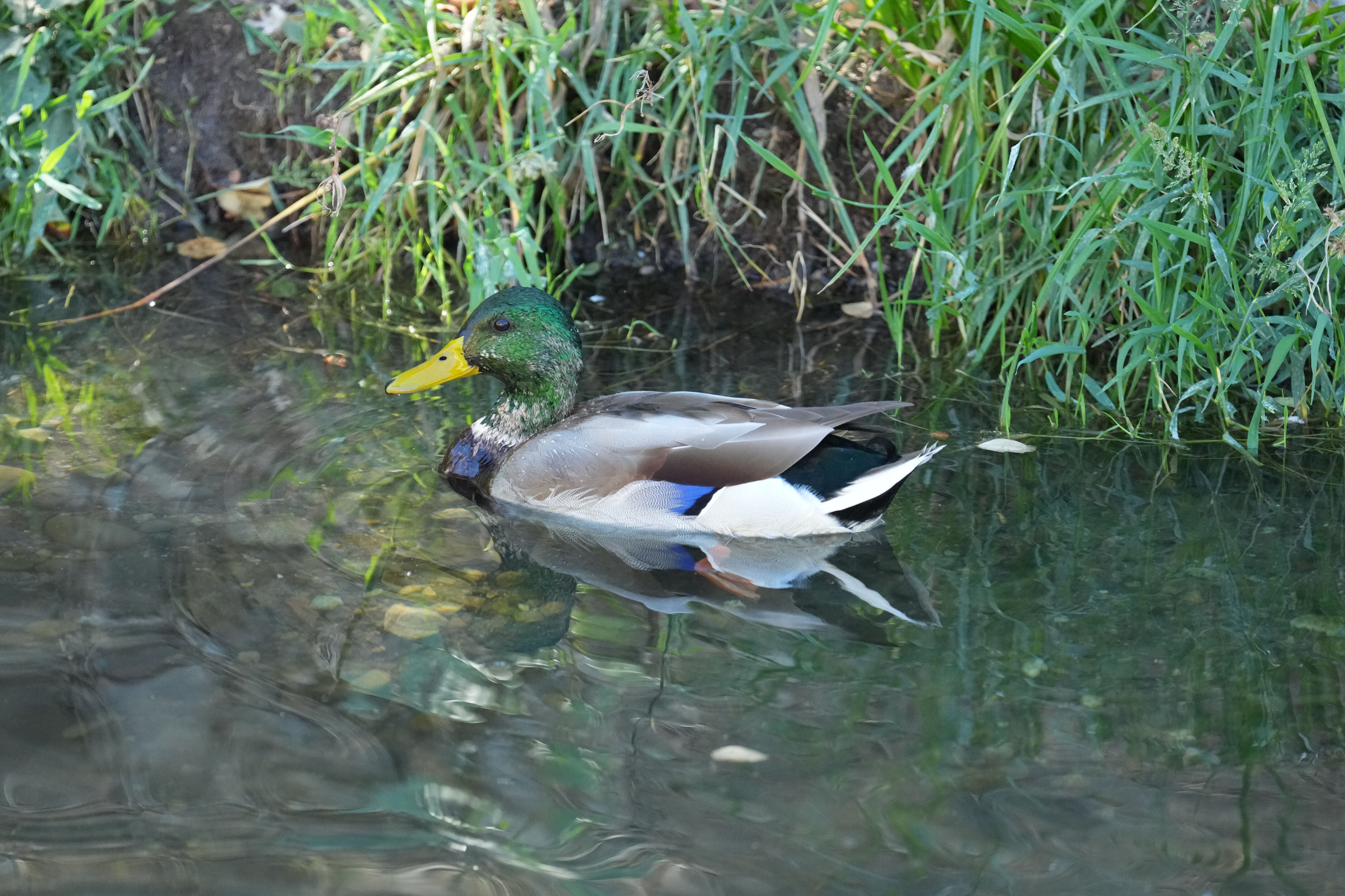 Penitencia Creek County Park