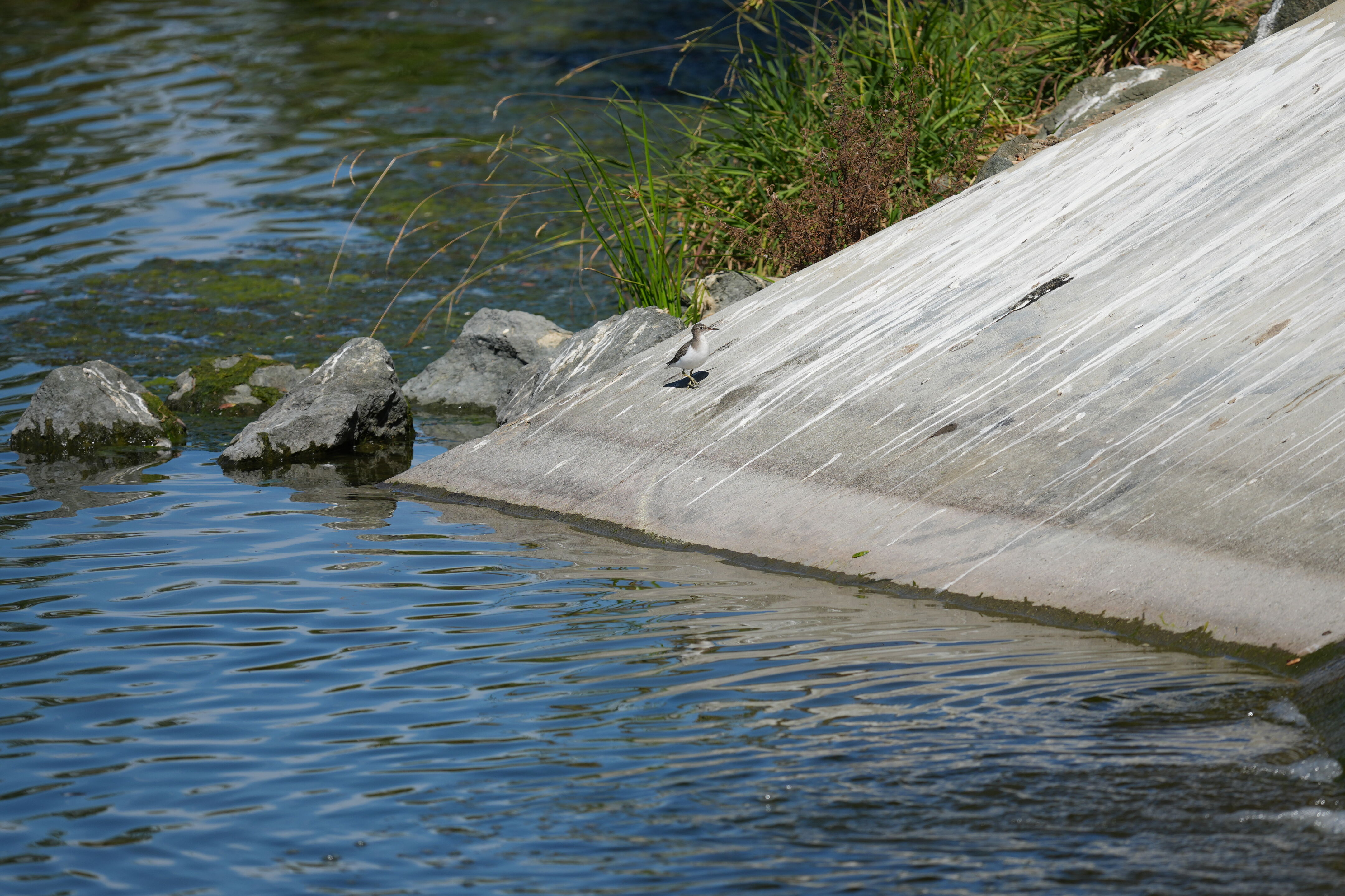 Penitencia Creek County Park