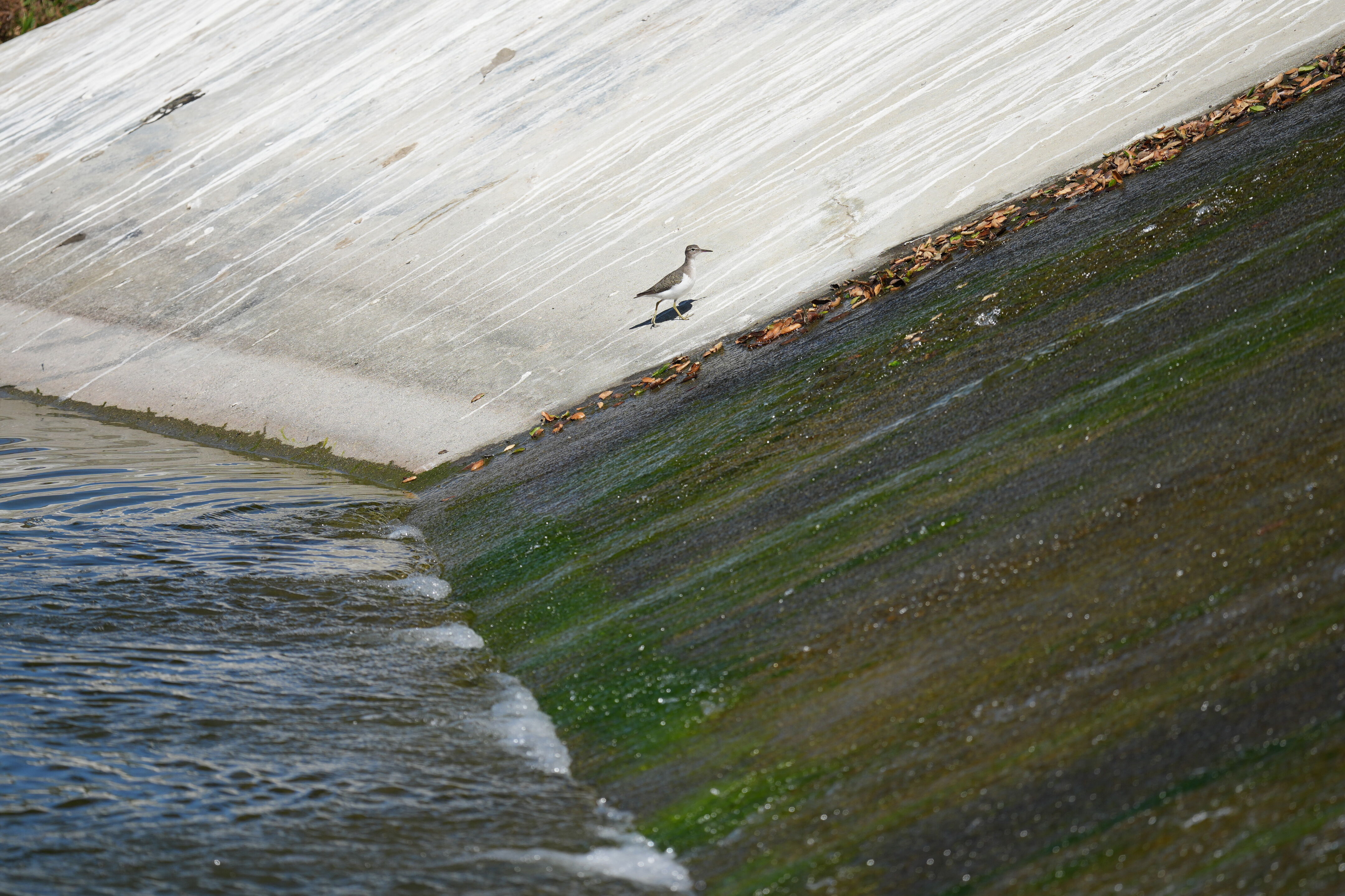 Penitencia Creek County Park