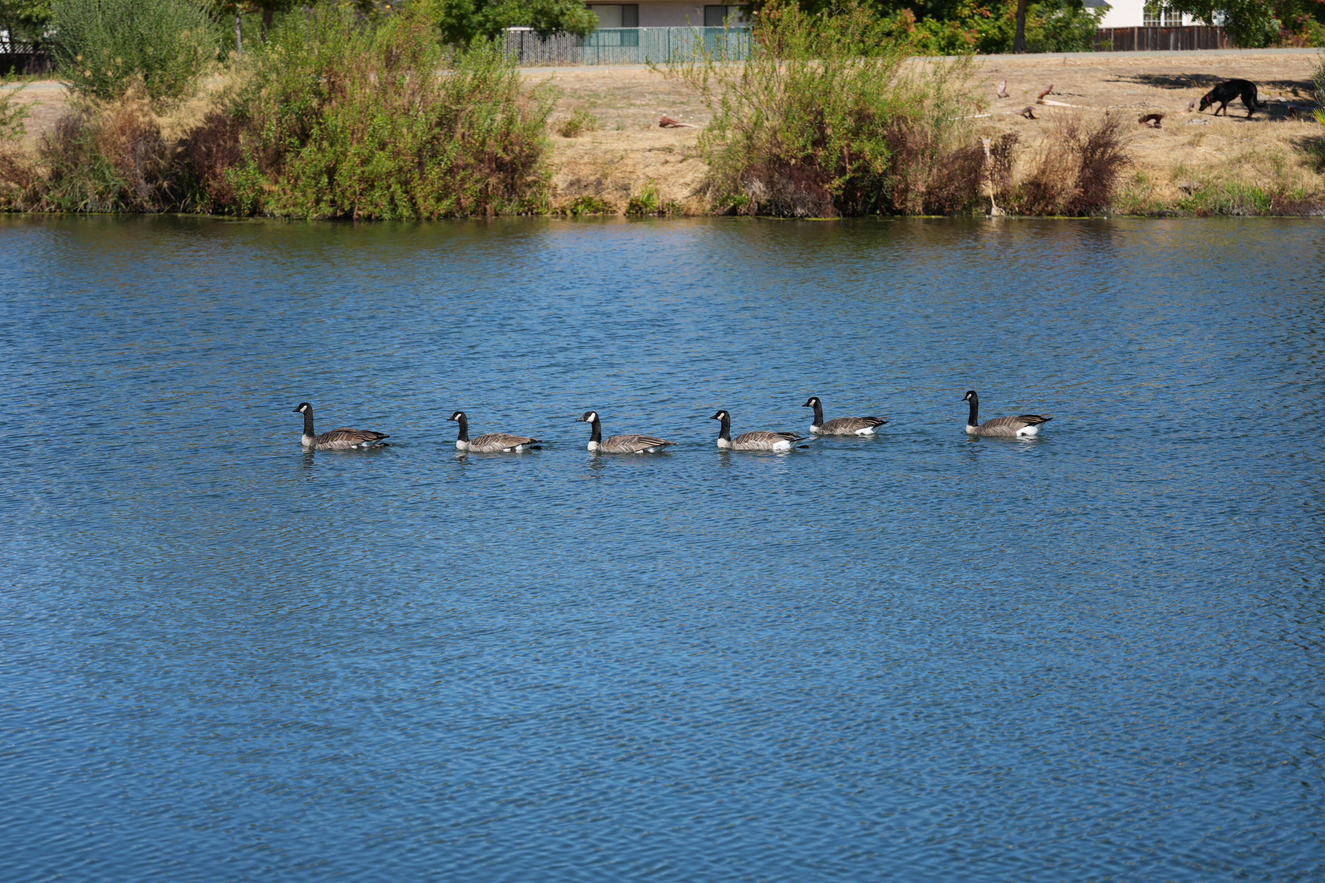 Penitencia Creek County Park