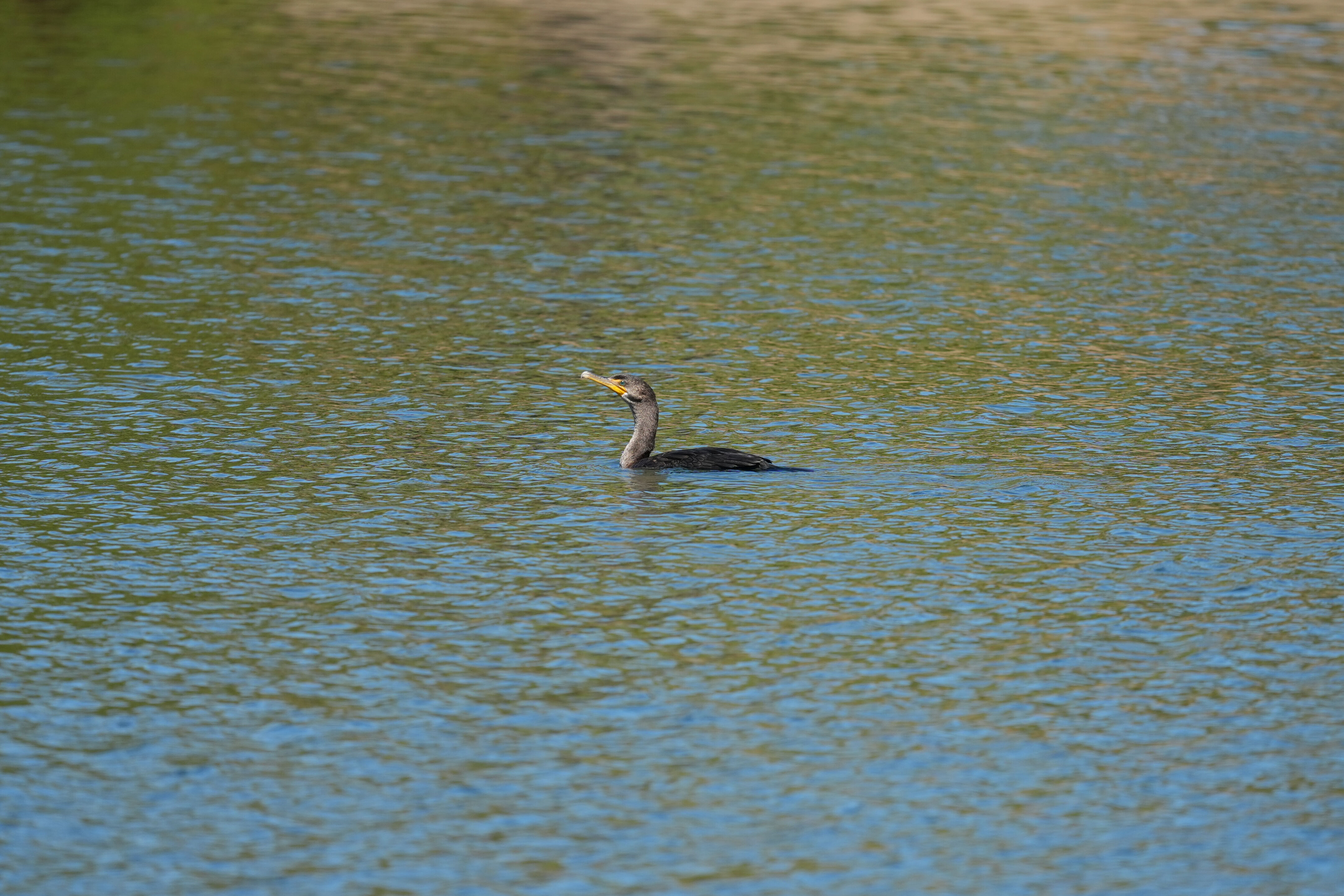 Penitencia Creek County Park