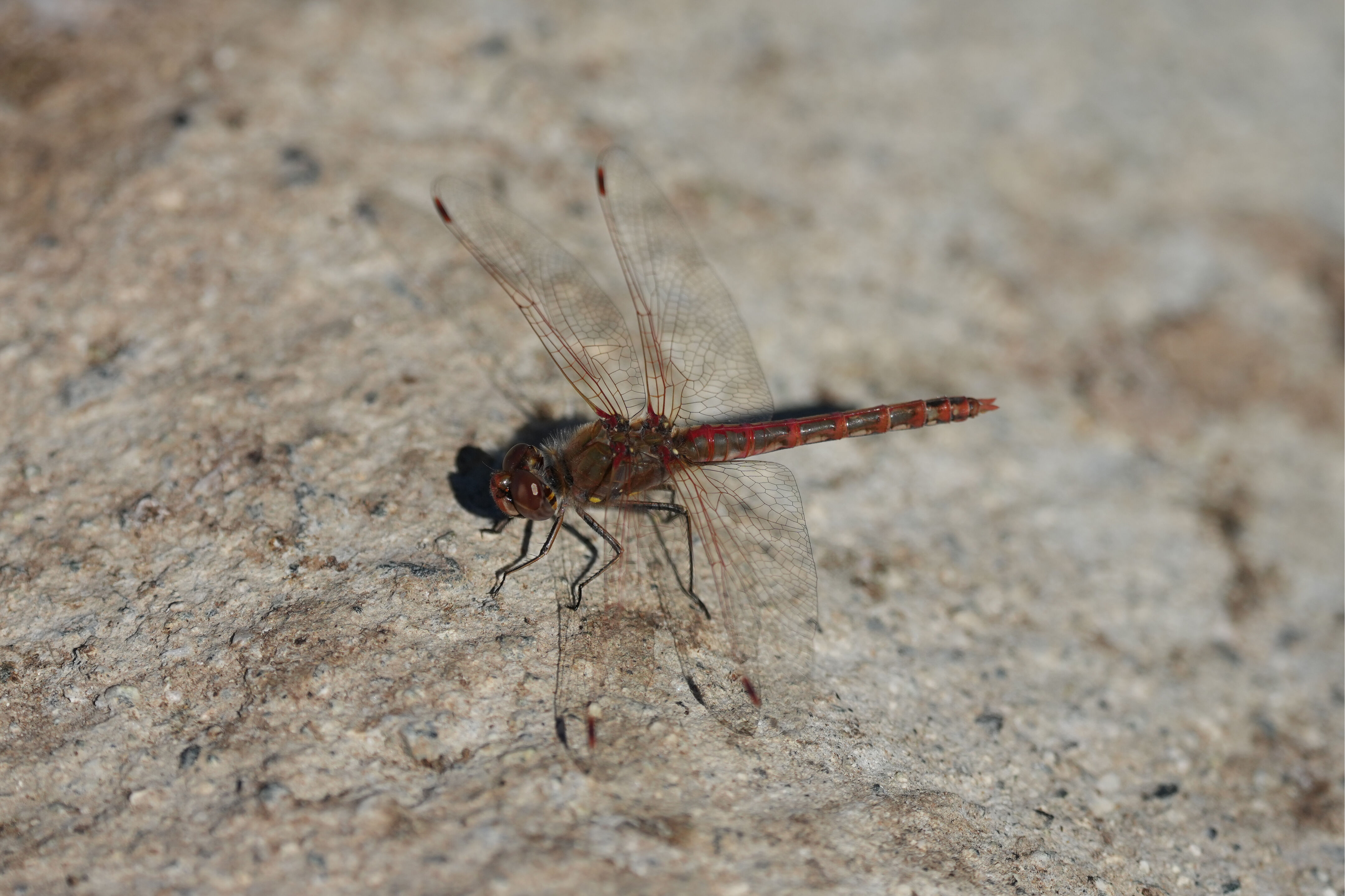 Penitencia Creek County Park