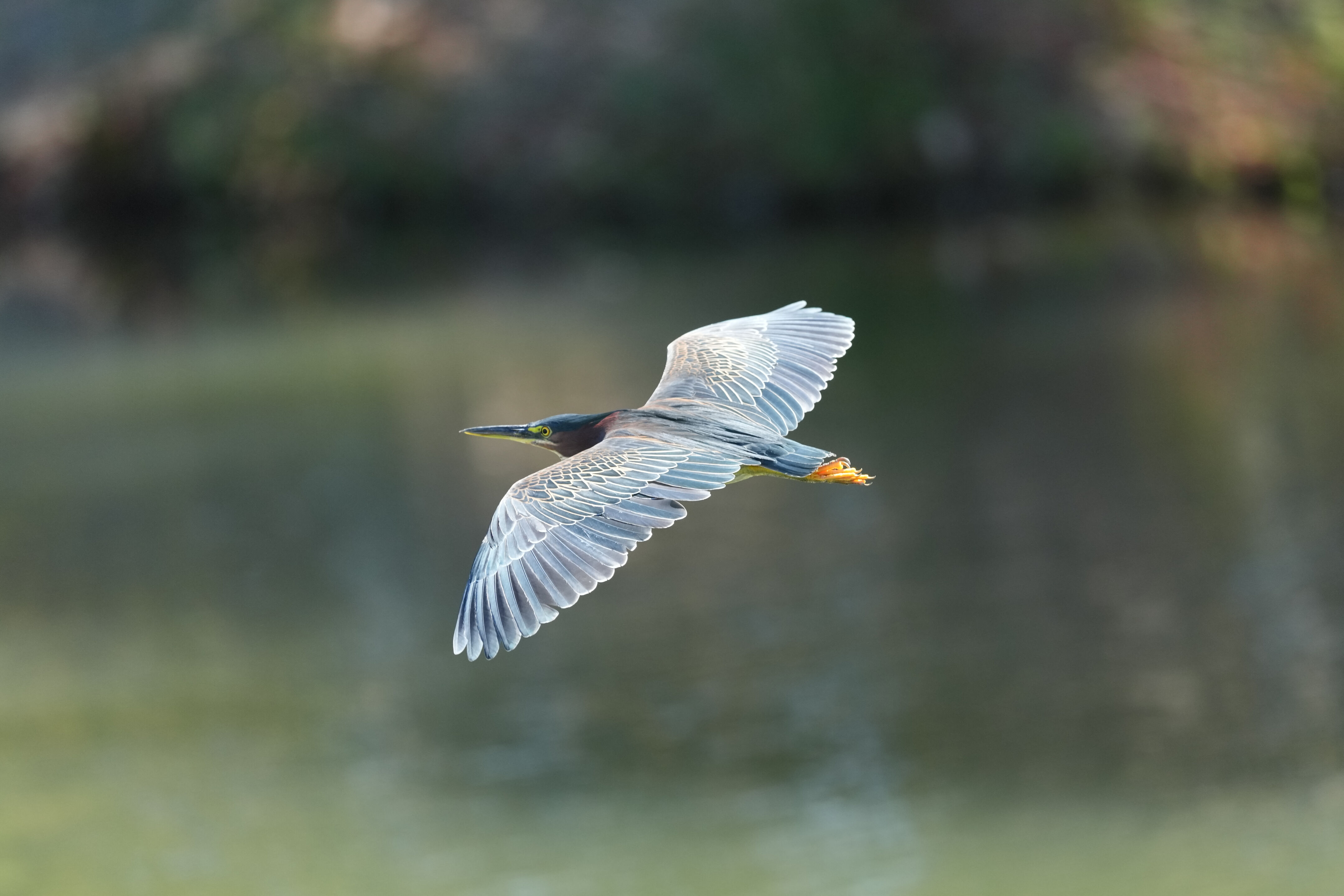 Penitencia Creek County Park