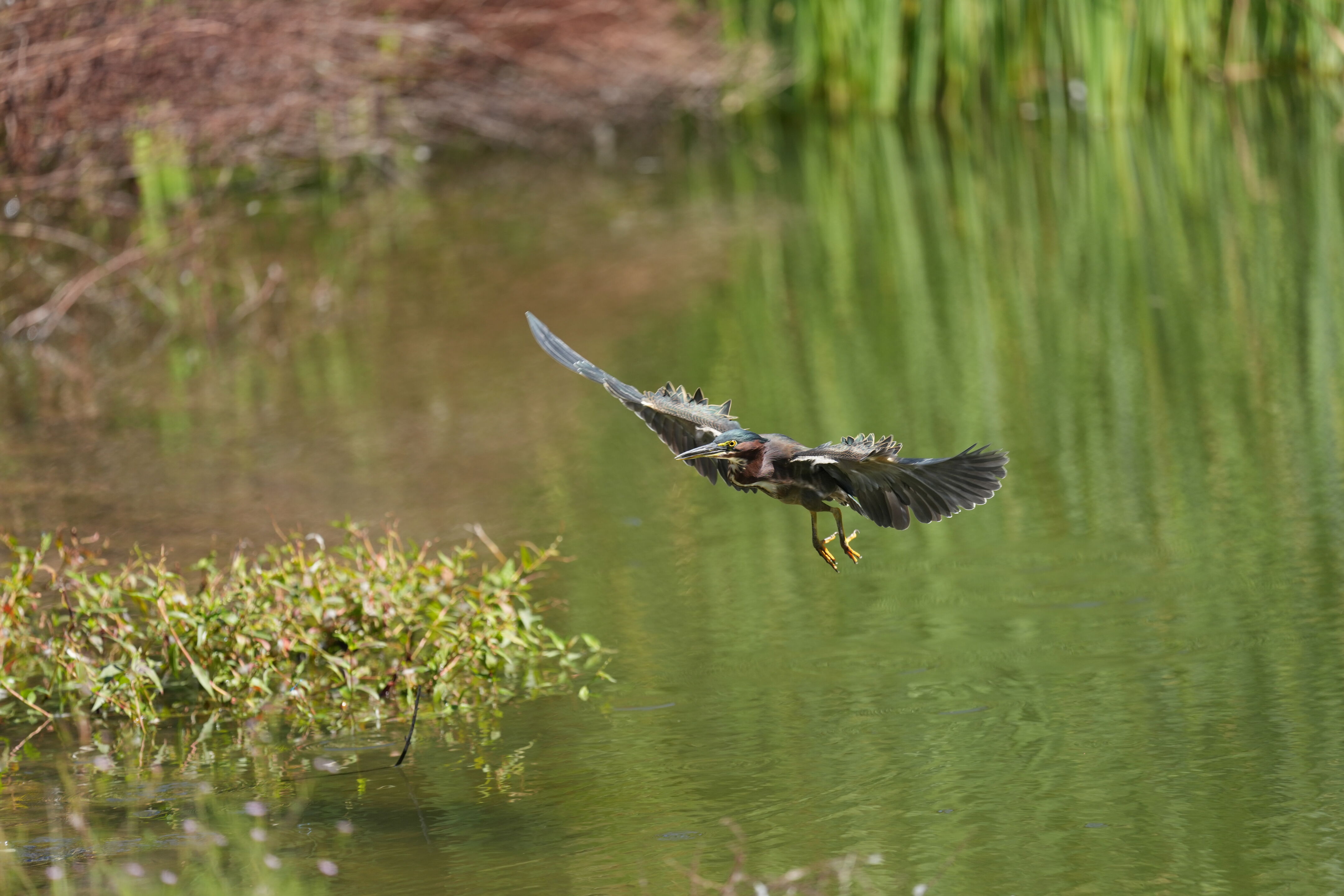 Penitencia Creek County Park