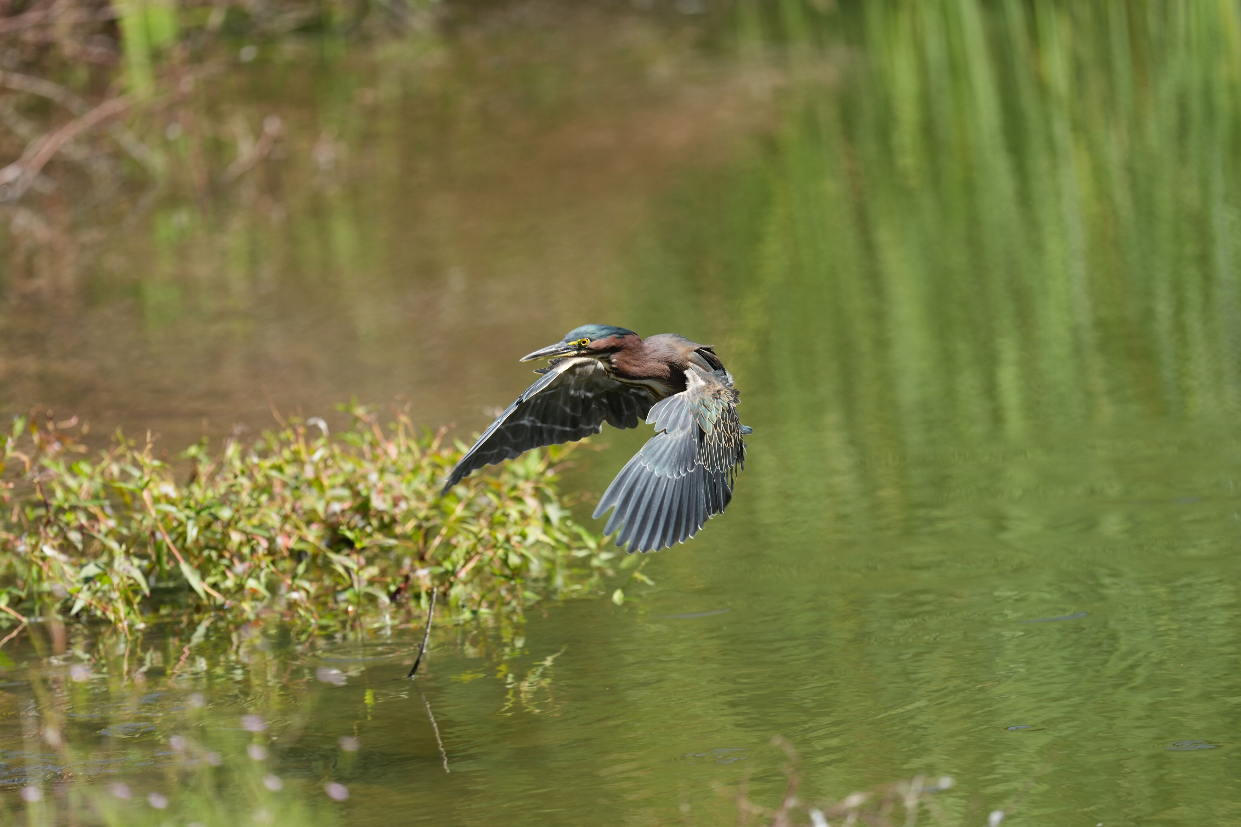 Penitencia Creek County Park