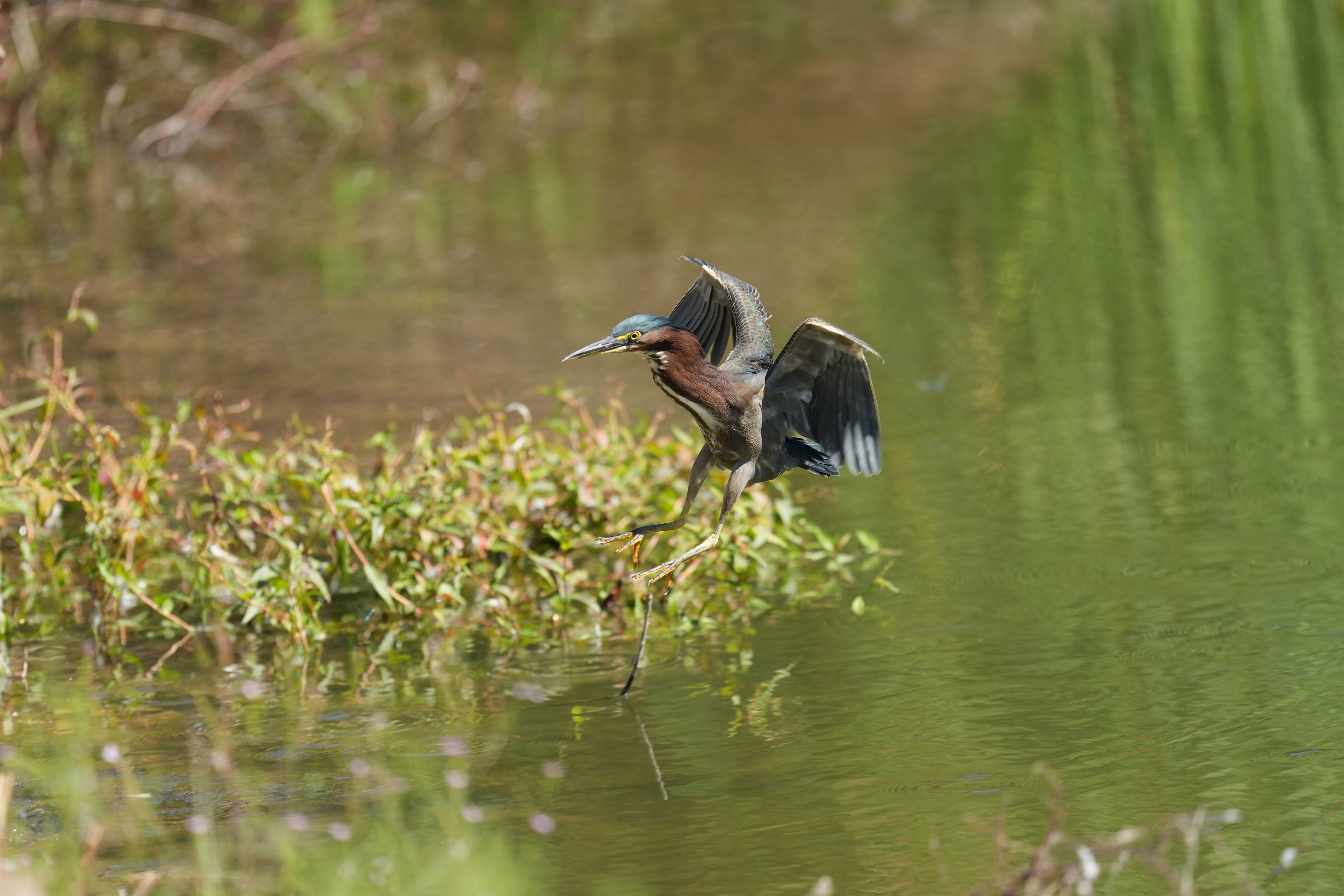 Penitencia Creek County Park
