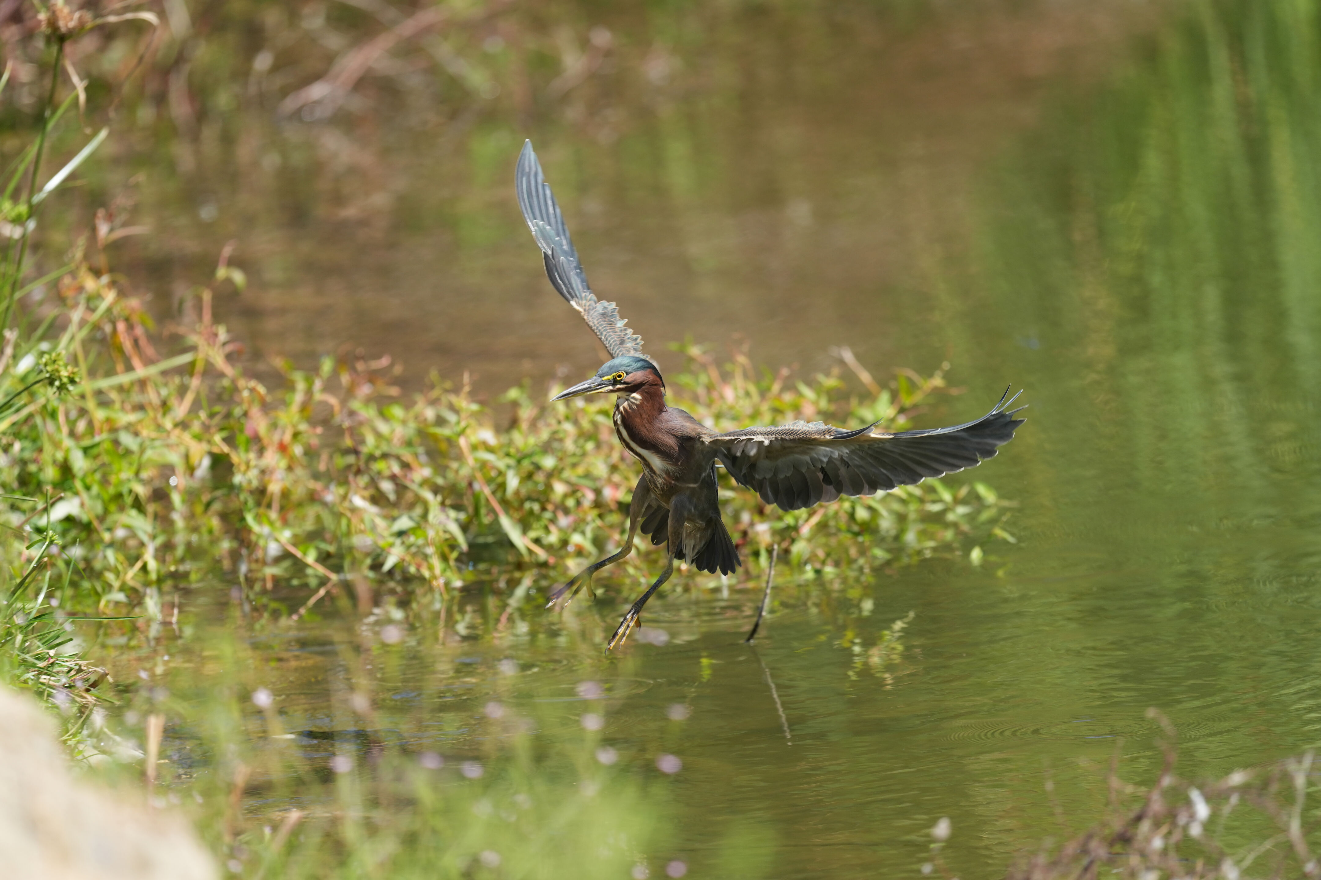 Penitencia Creek County Park