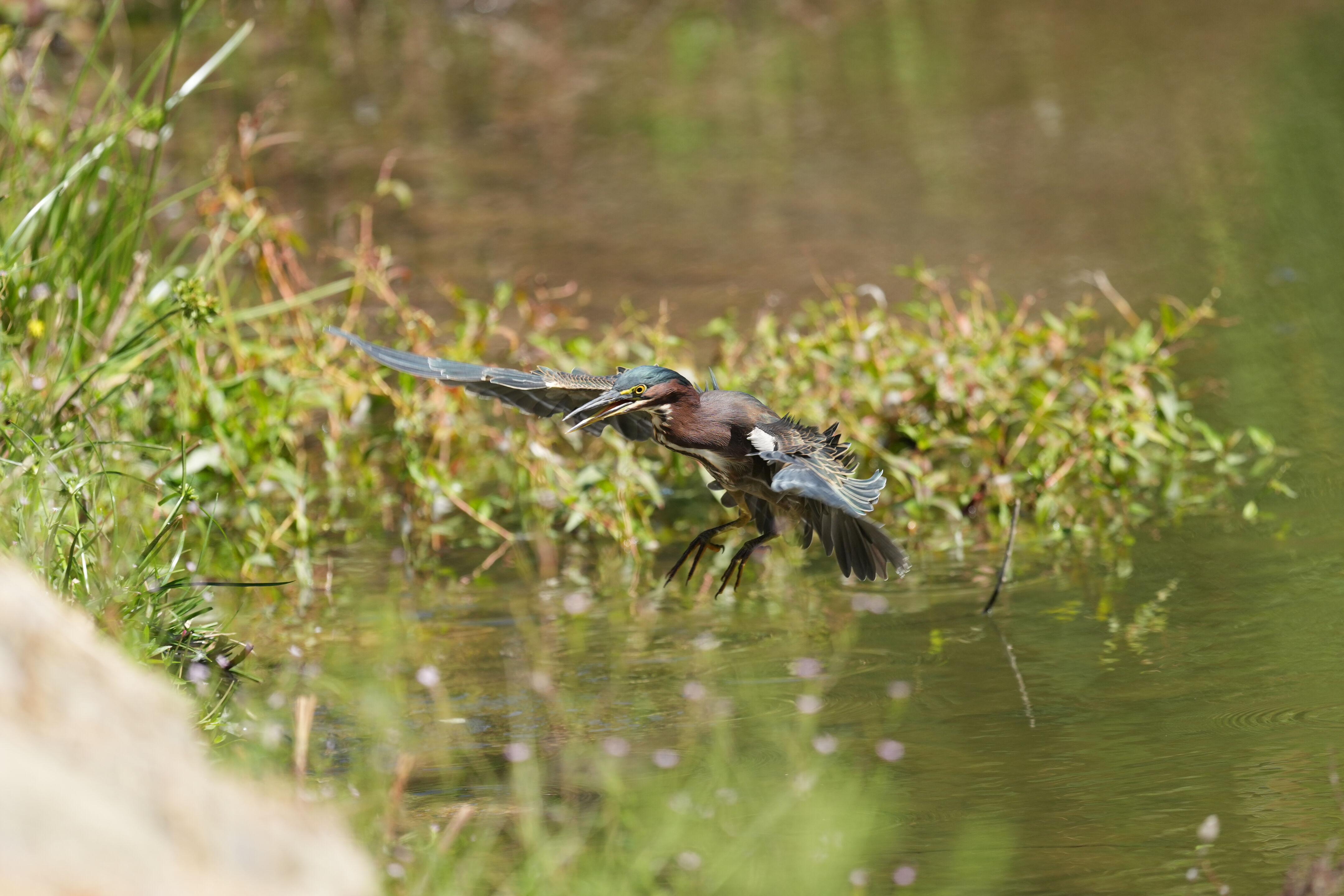 Penitencia Creek County Park