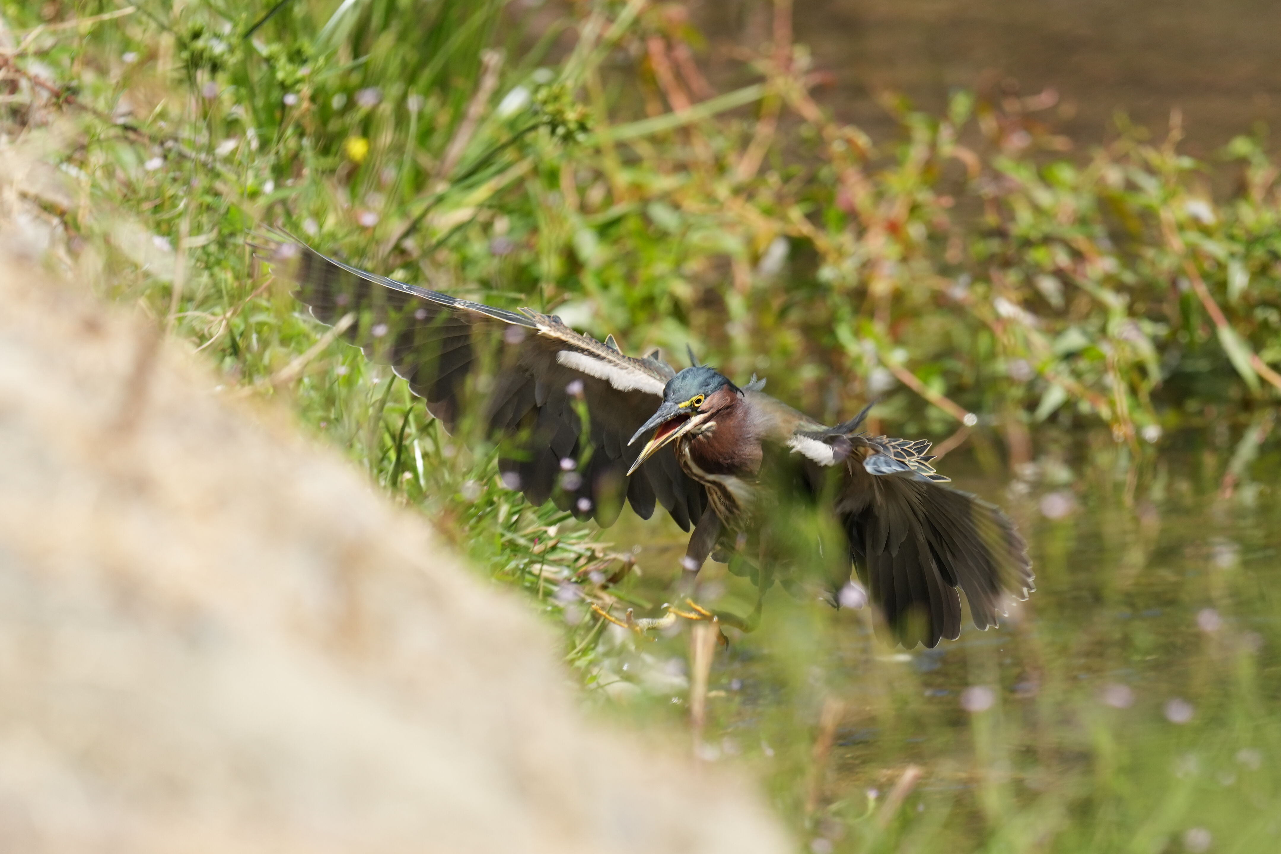 Penitencia Creek County Park