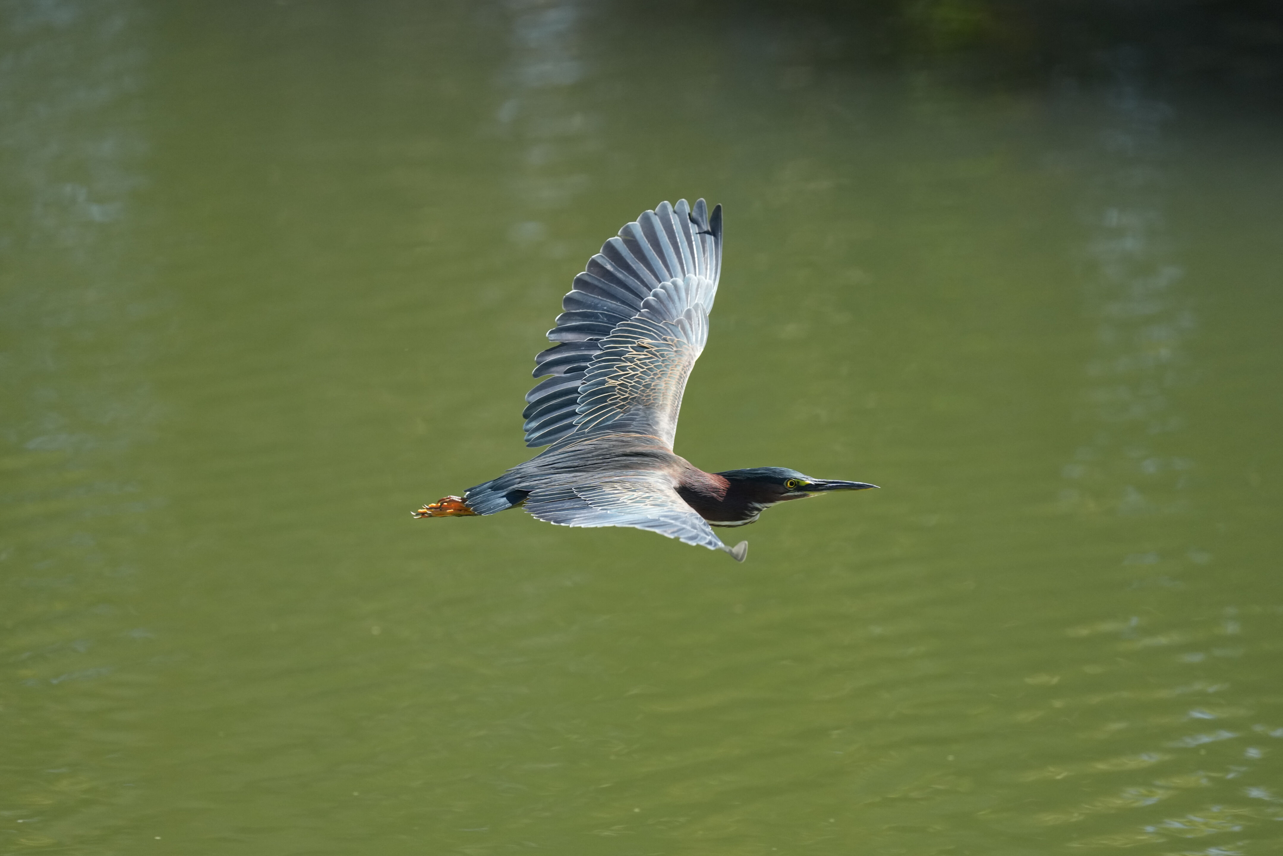 Penitencia Creek County Park
