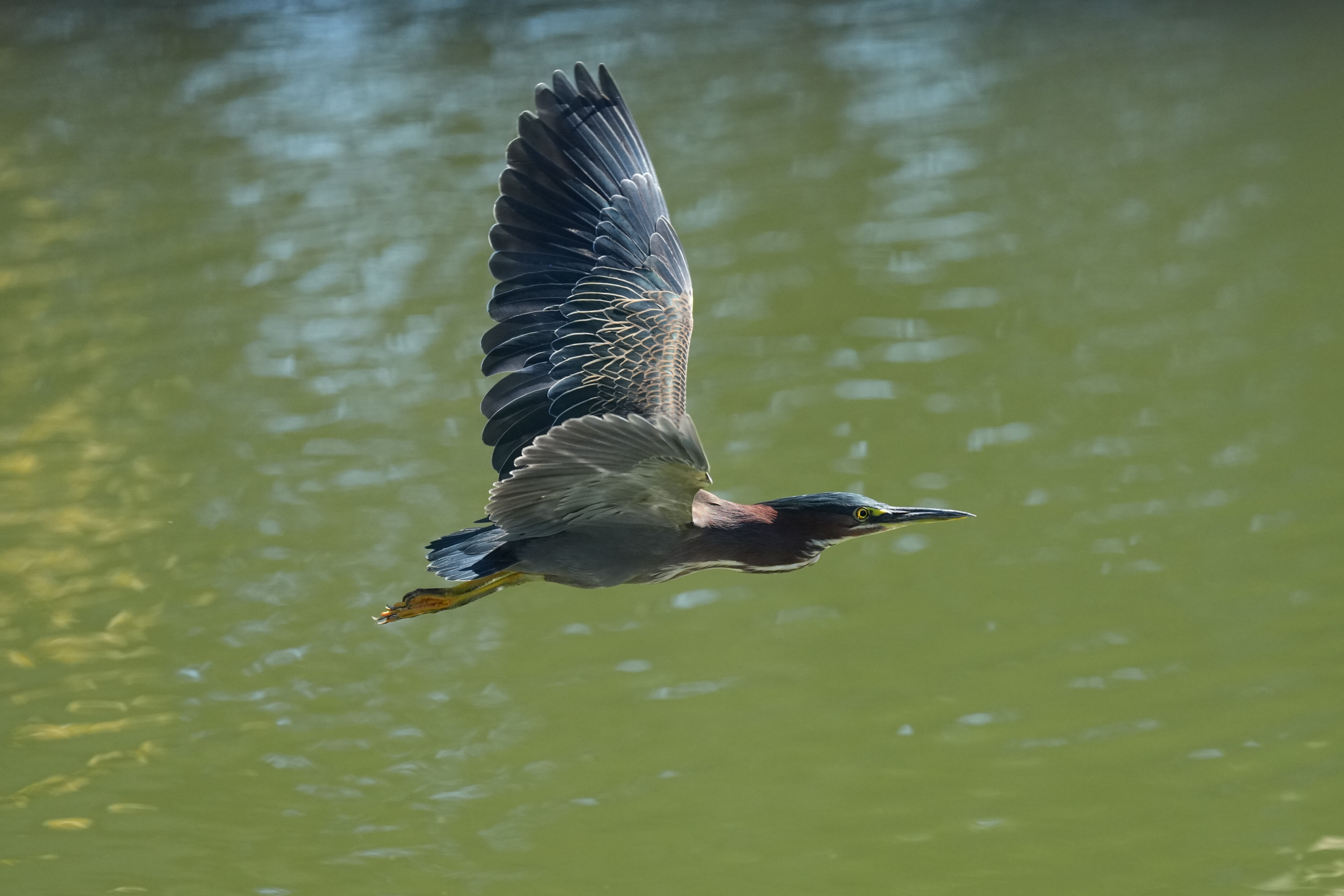 Penitencia Creek County Park