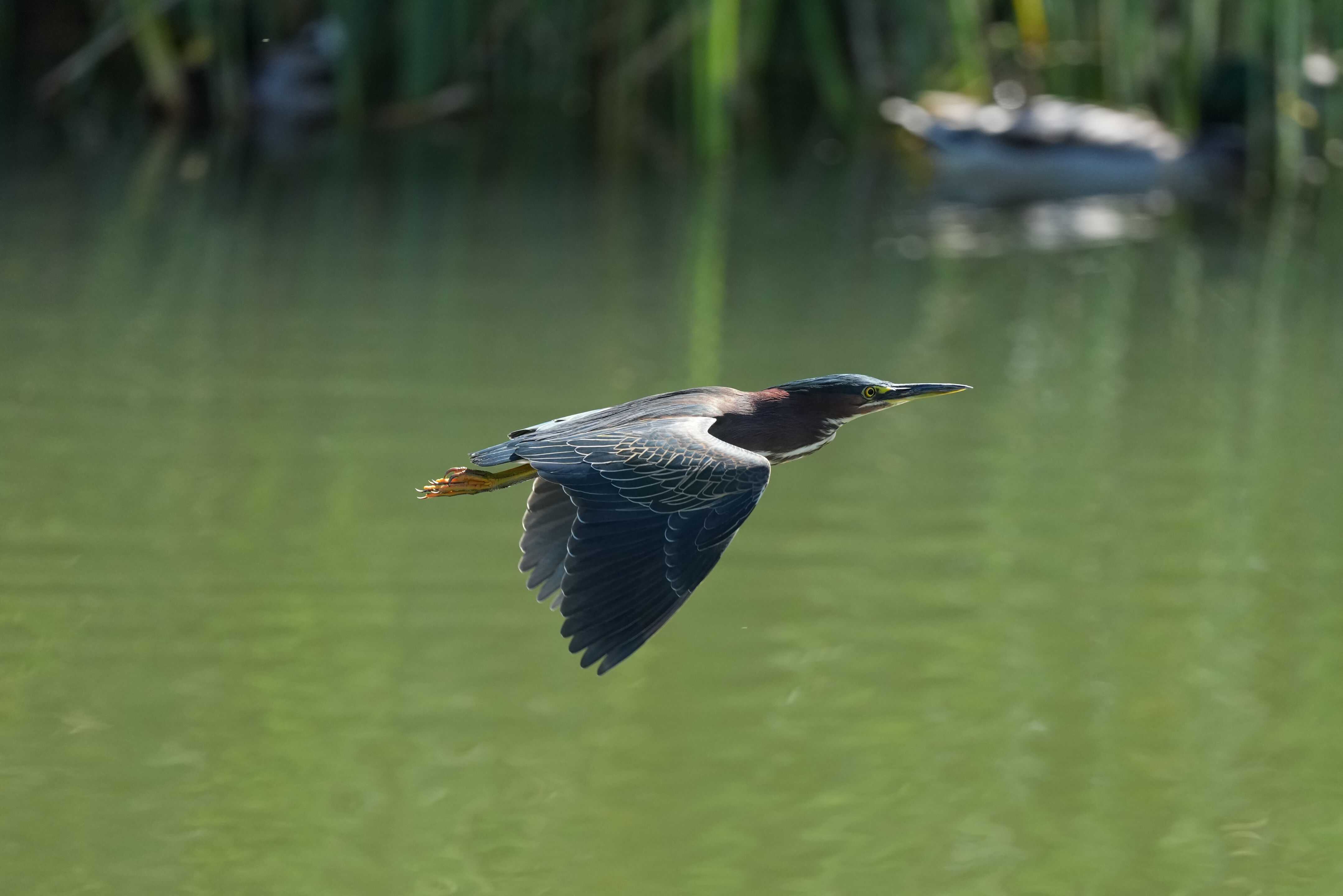 Penitencia Creek County Park