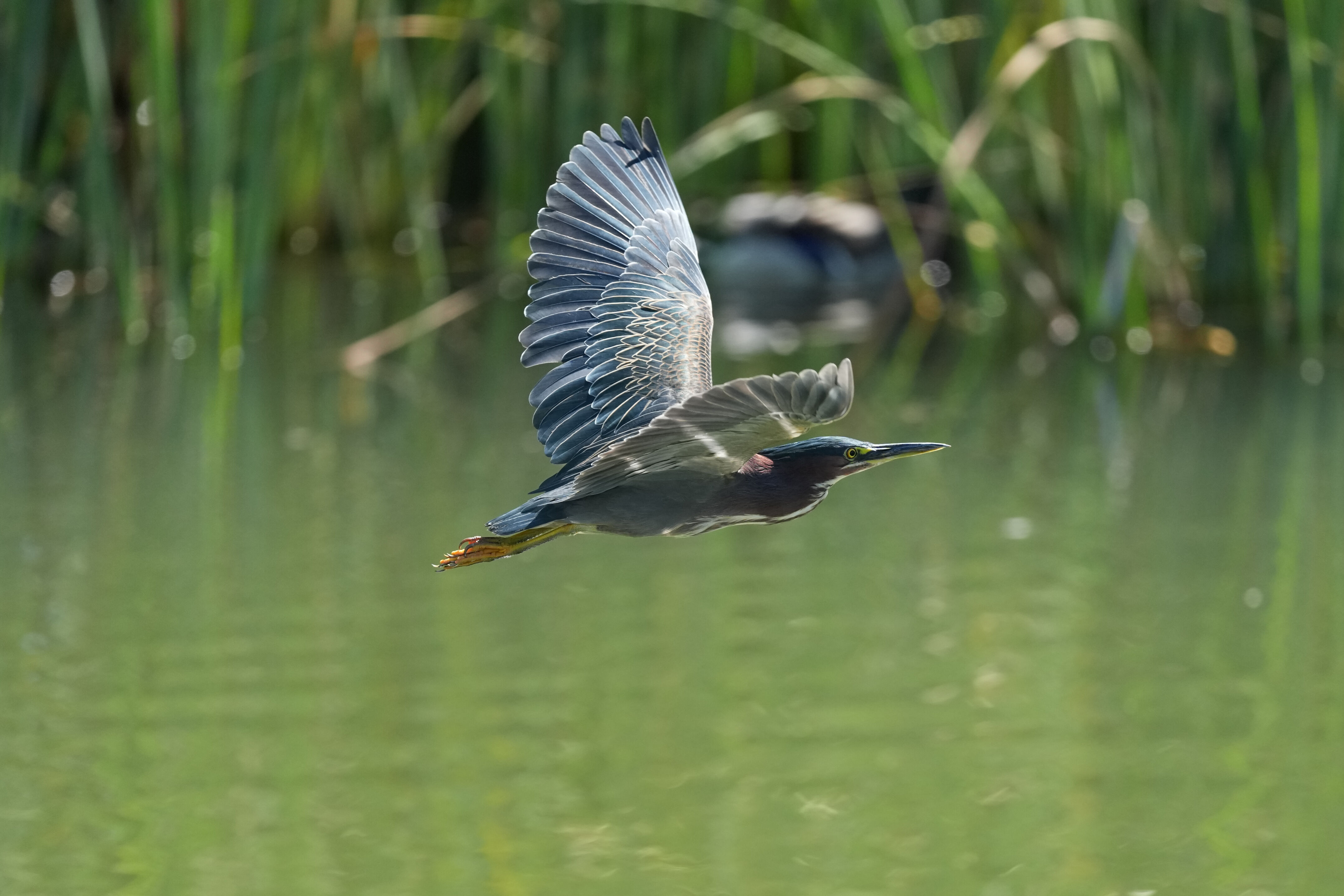 Penitencia Creek County Park