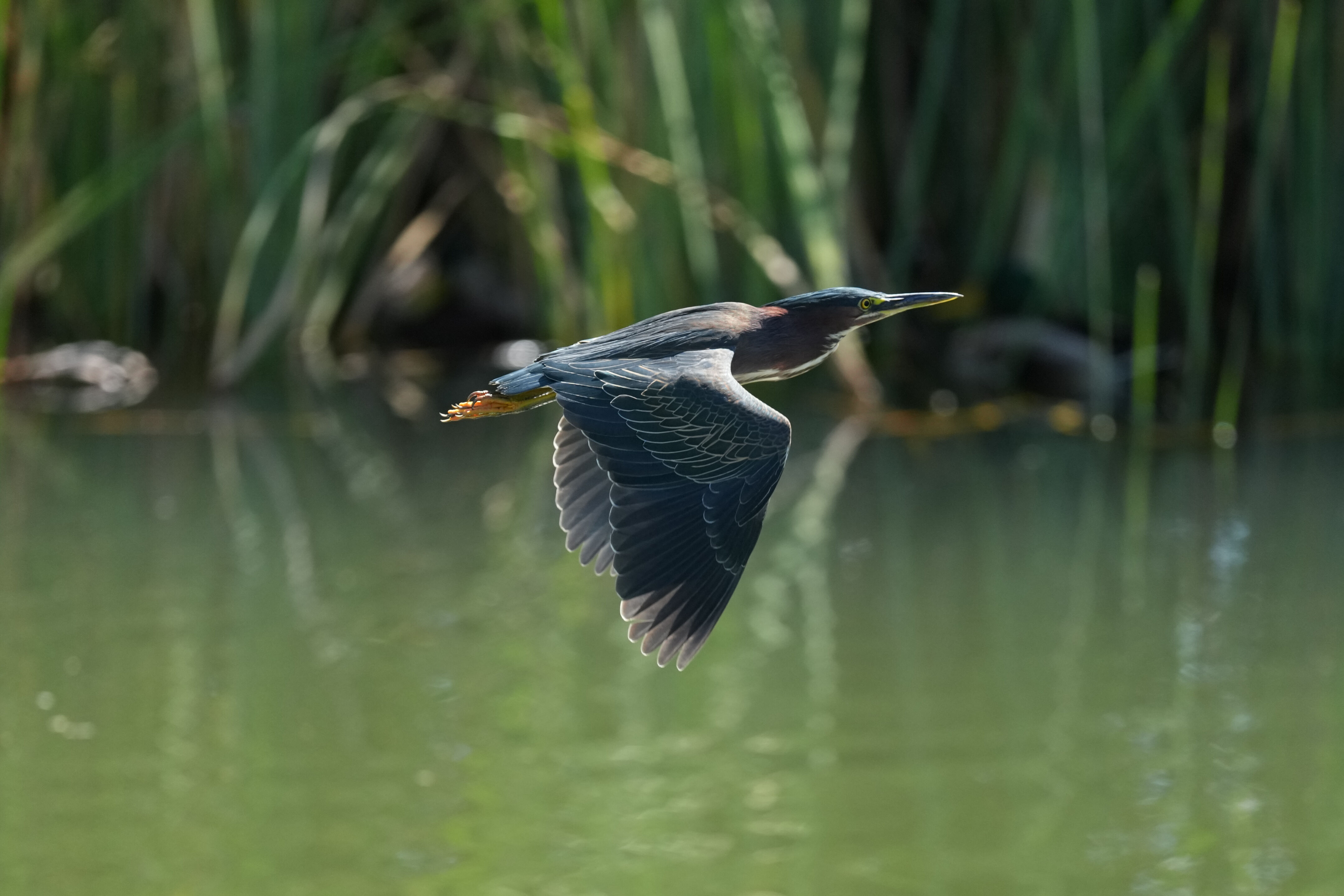 Penitencia Creek County Park