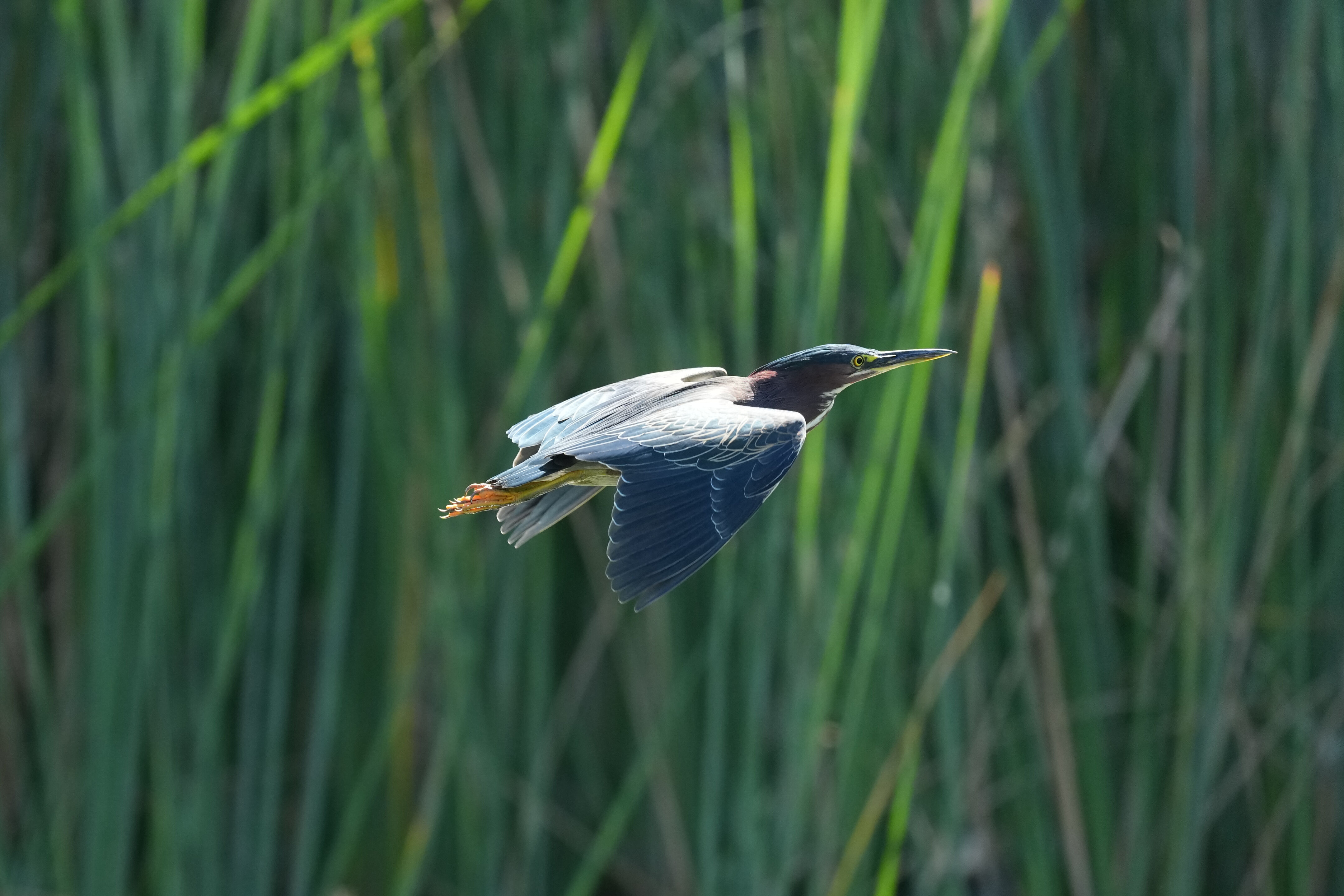Penitencia Creek County Park