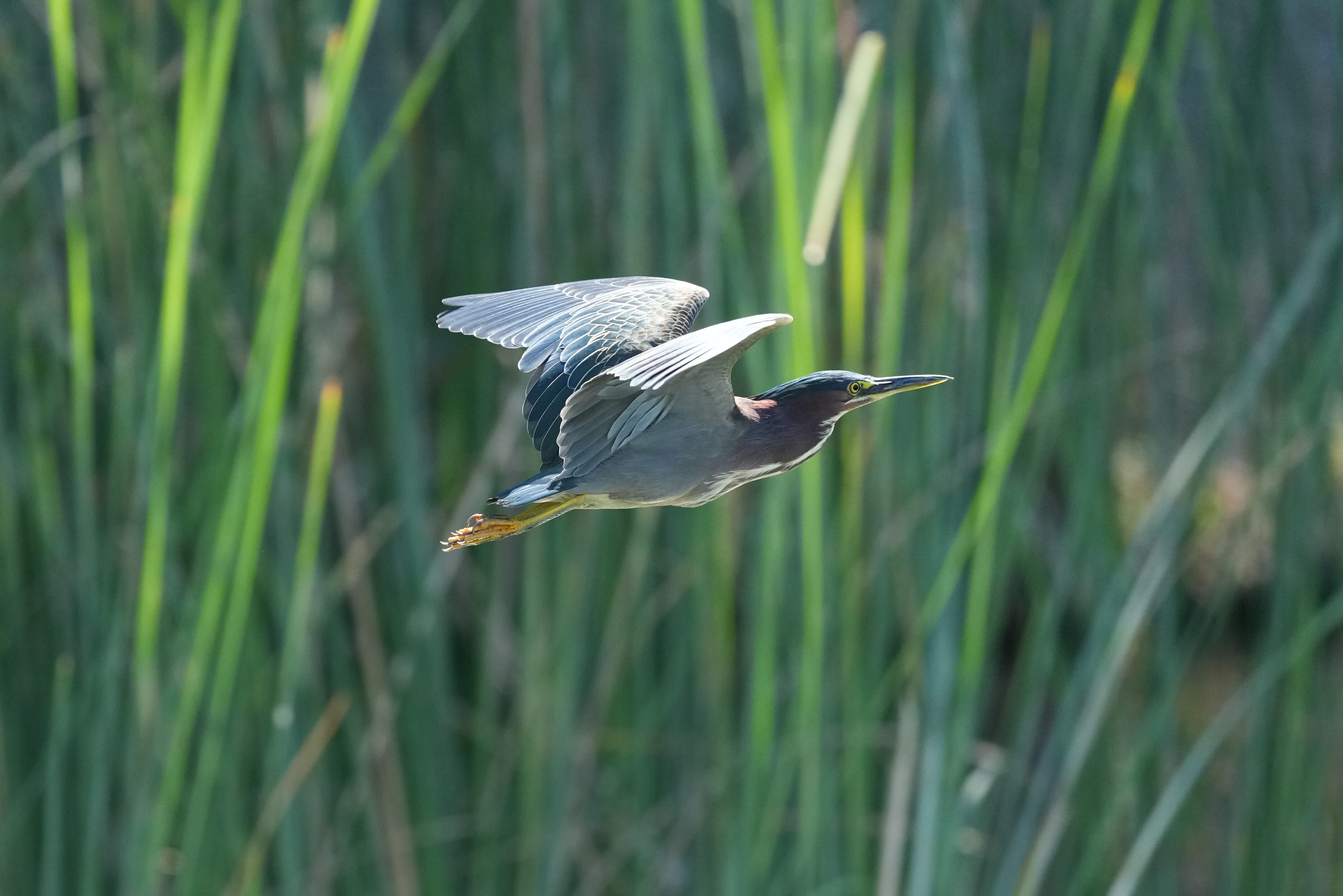 Penitencia Creek County Park