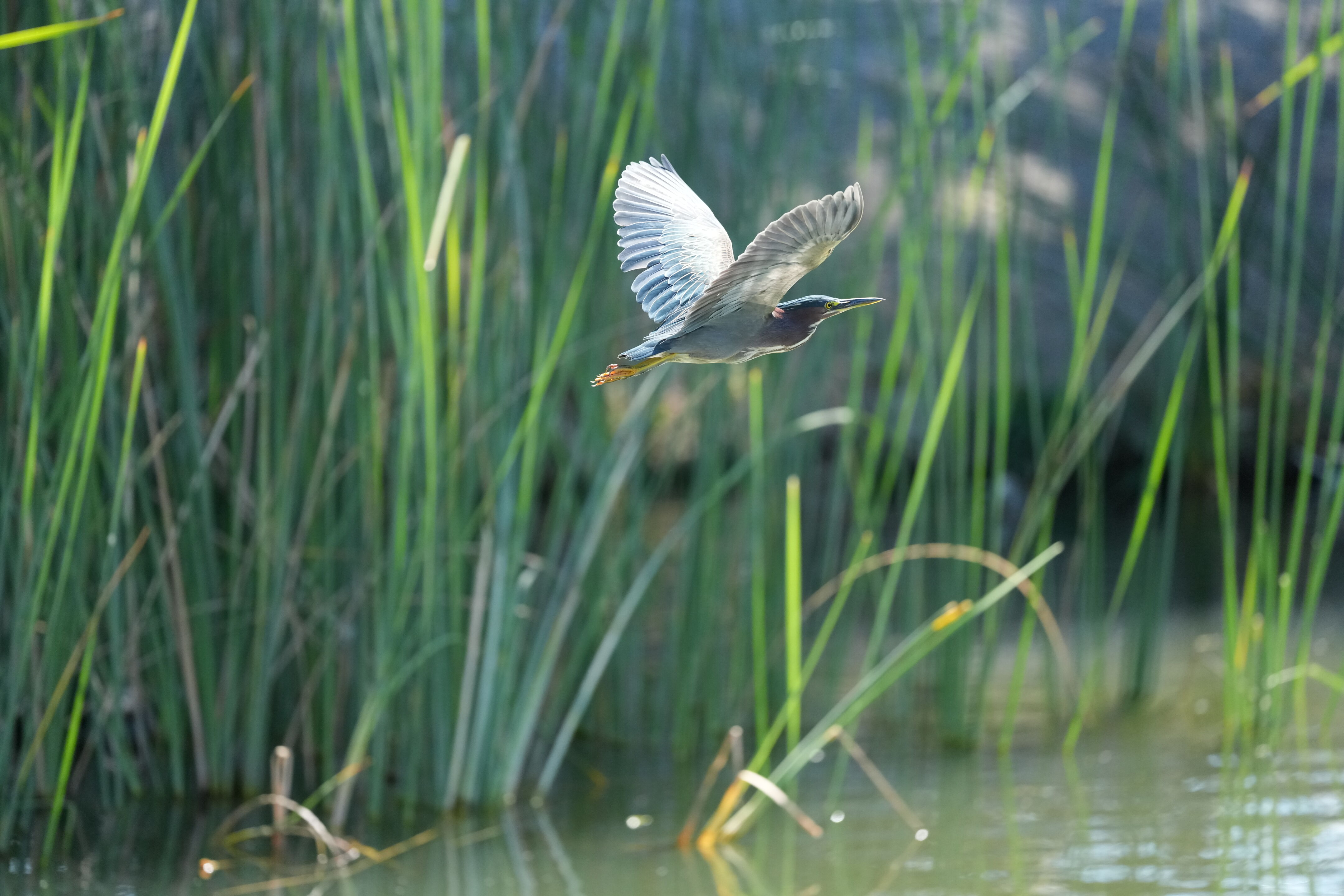 Penitencia Creek County Park