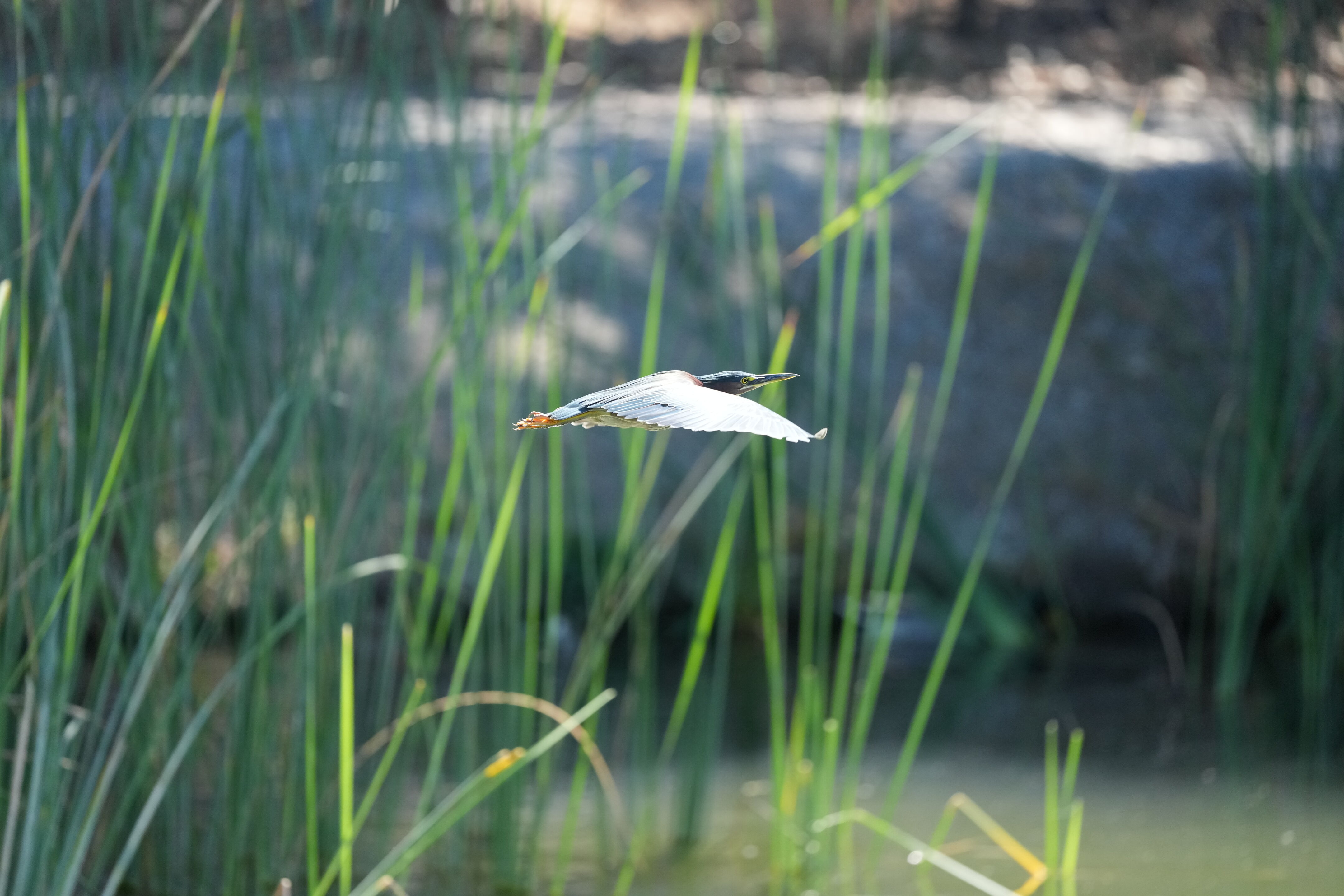 Penitencia Creek County Park