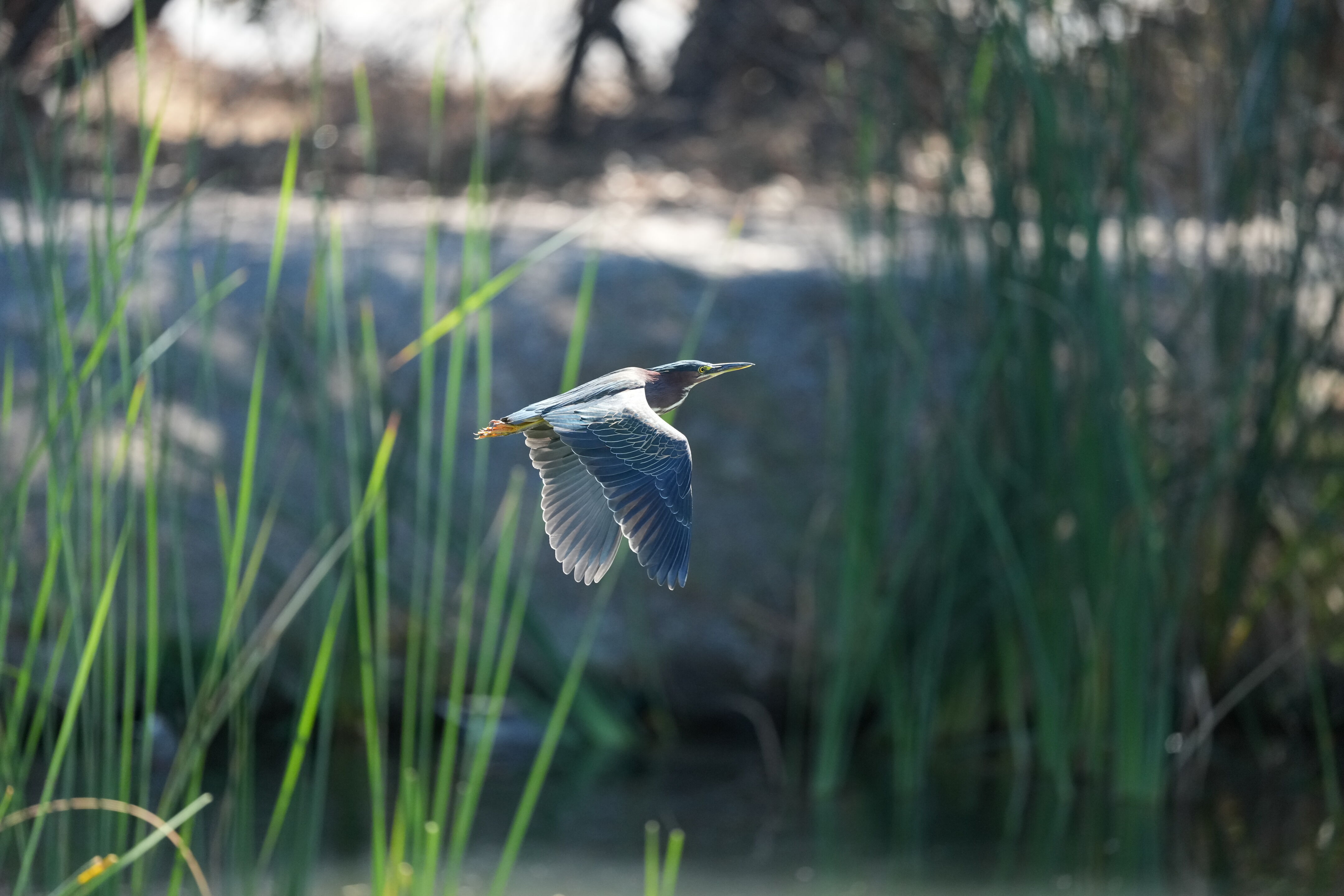 Penitencia Creek County Park