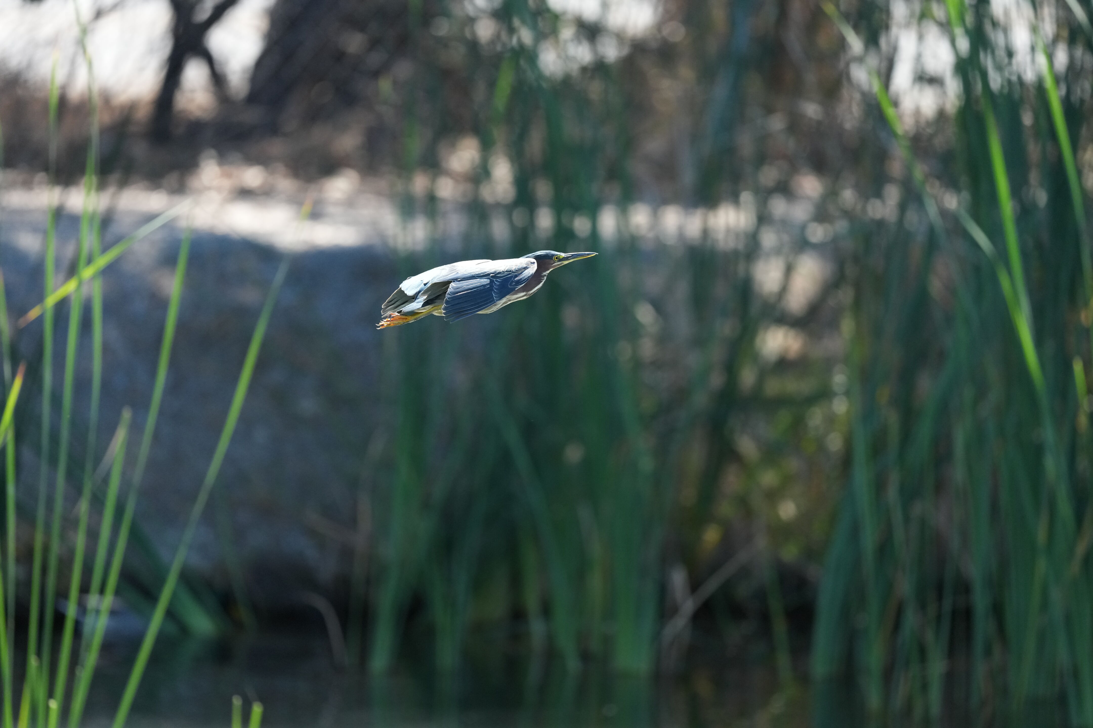 Penitencia Creek County Park