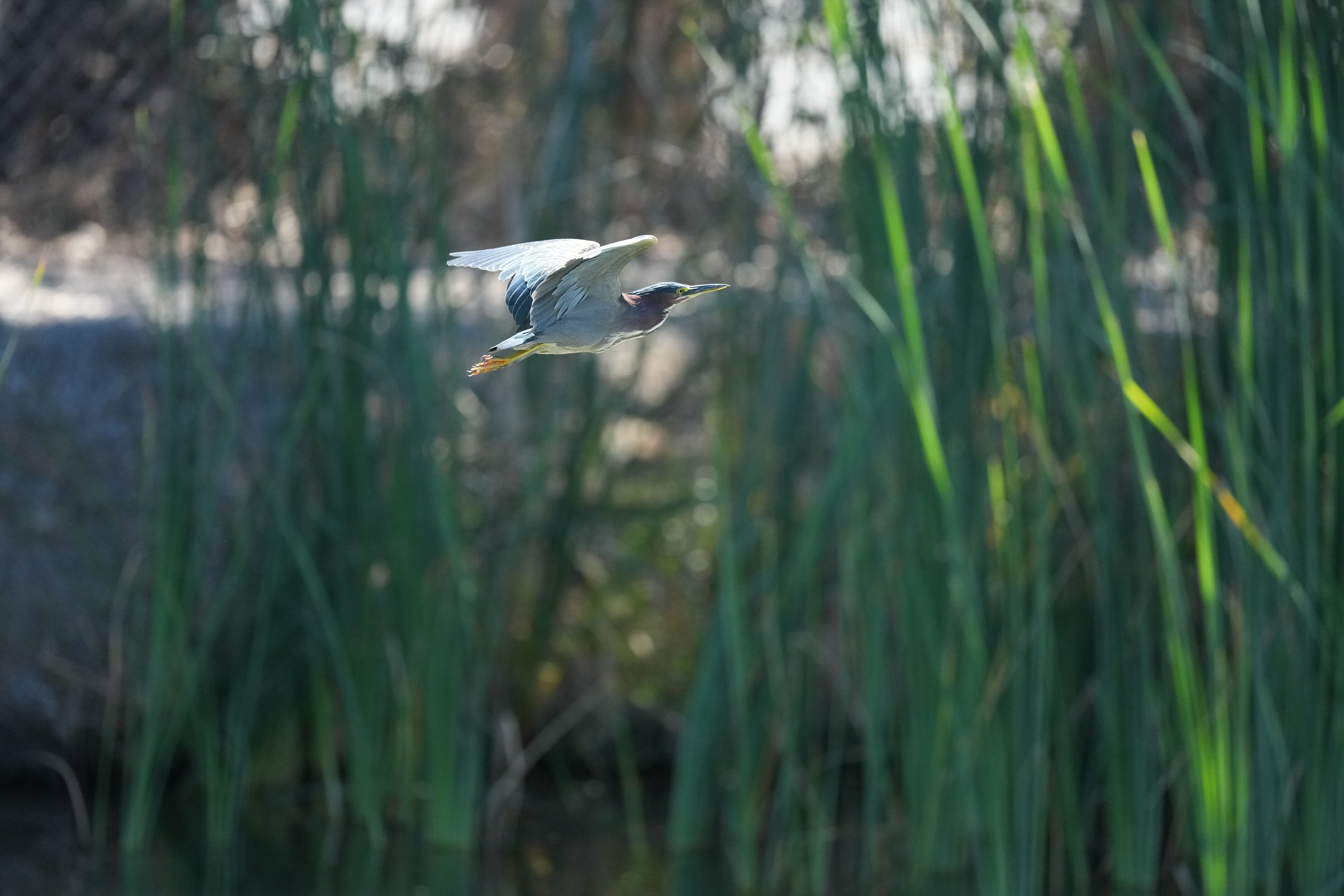 Penitencia Creek County Park