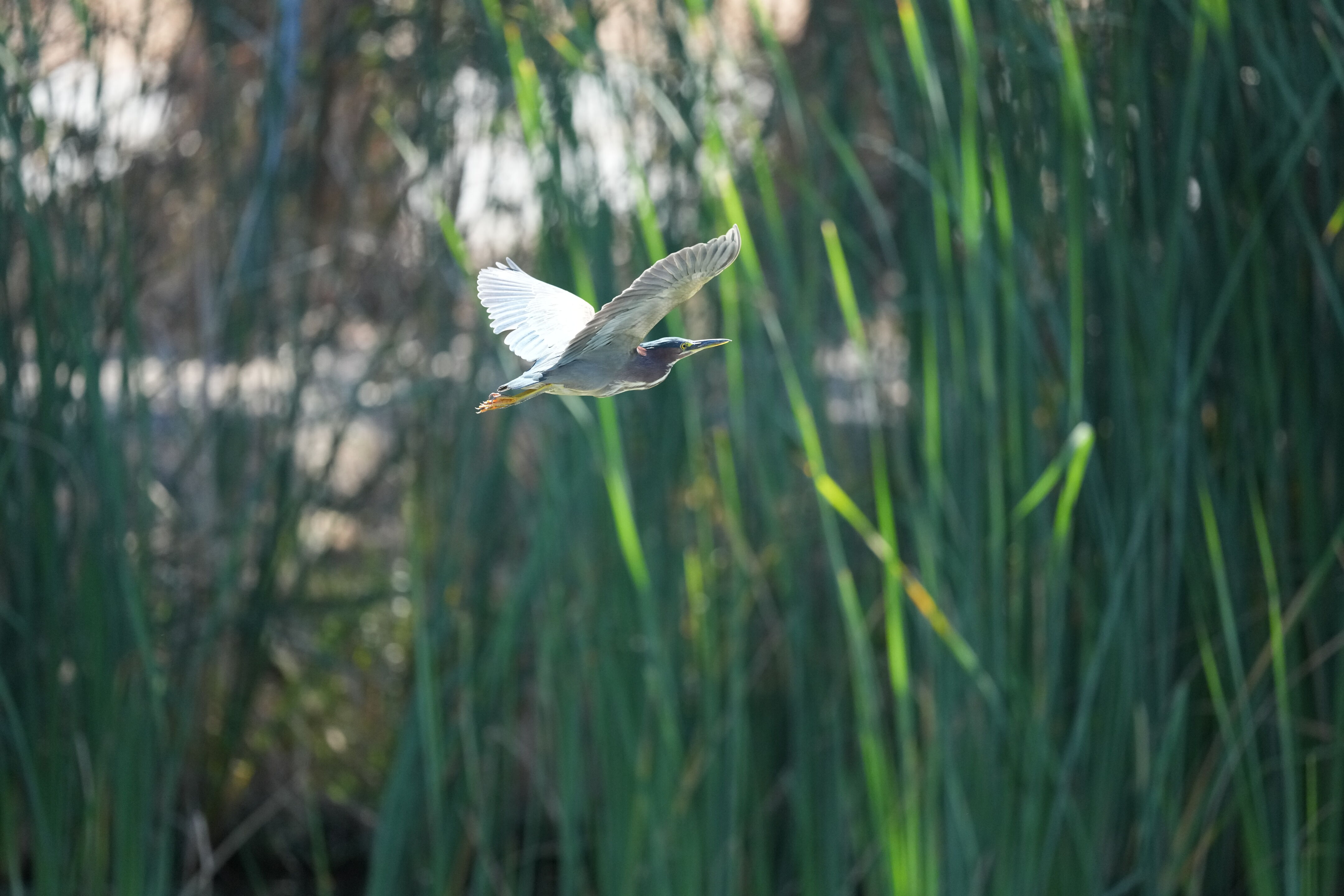 Penitencia Creek County Park