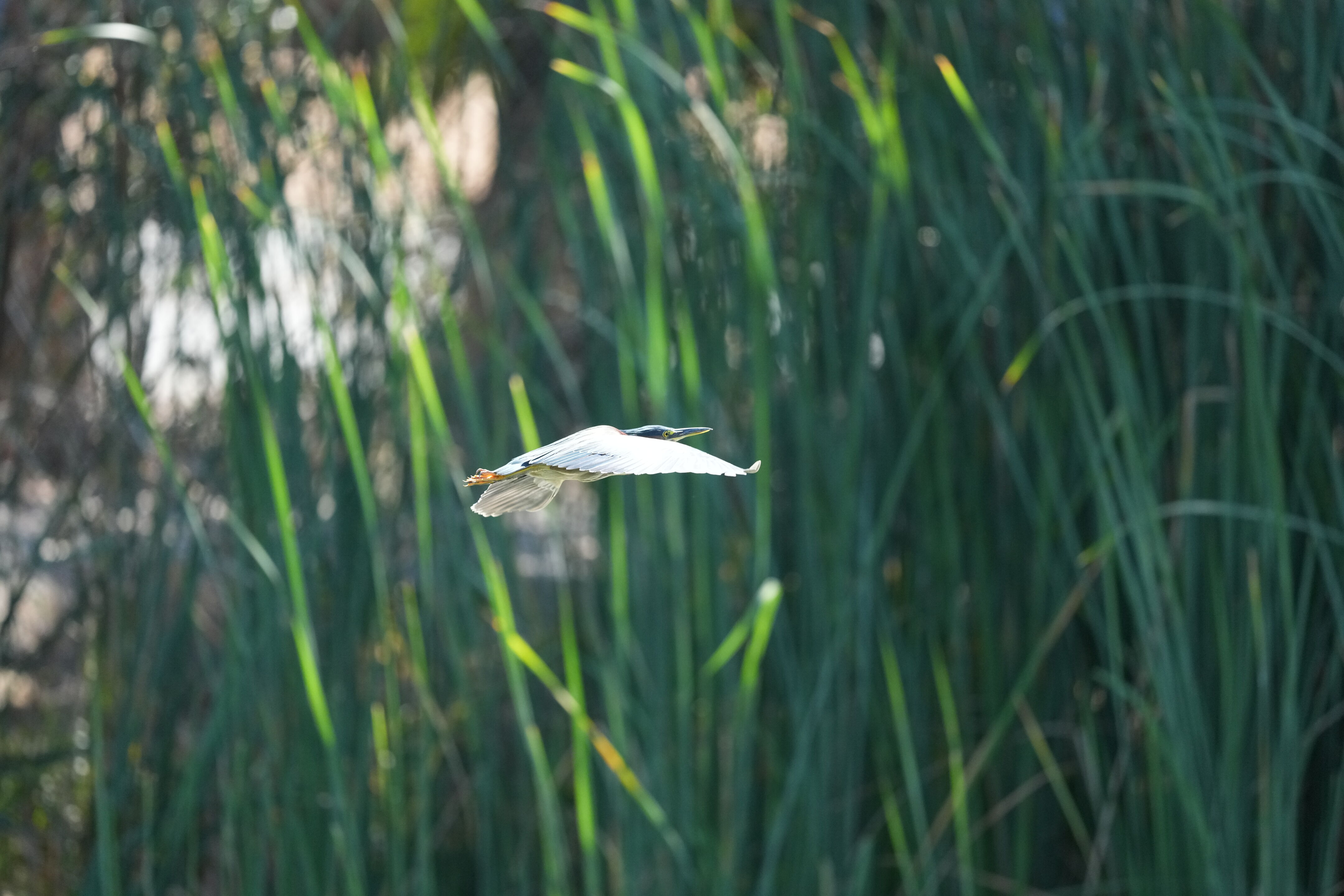 Penitencia Creek County Park