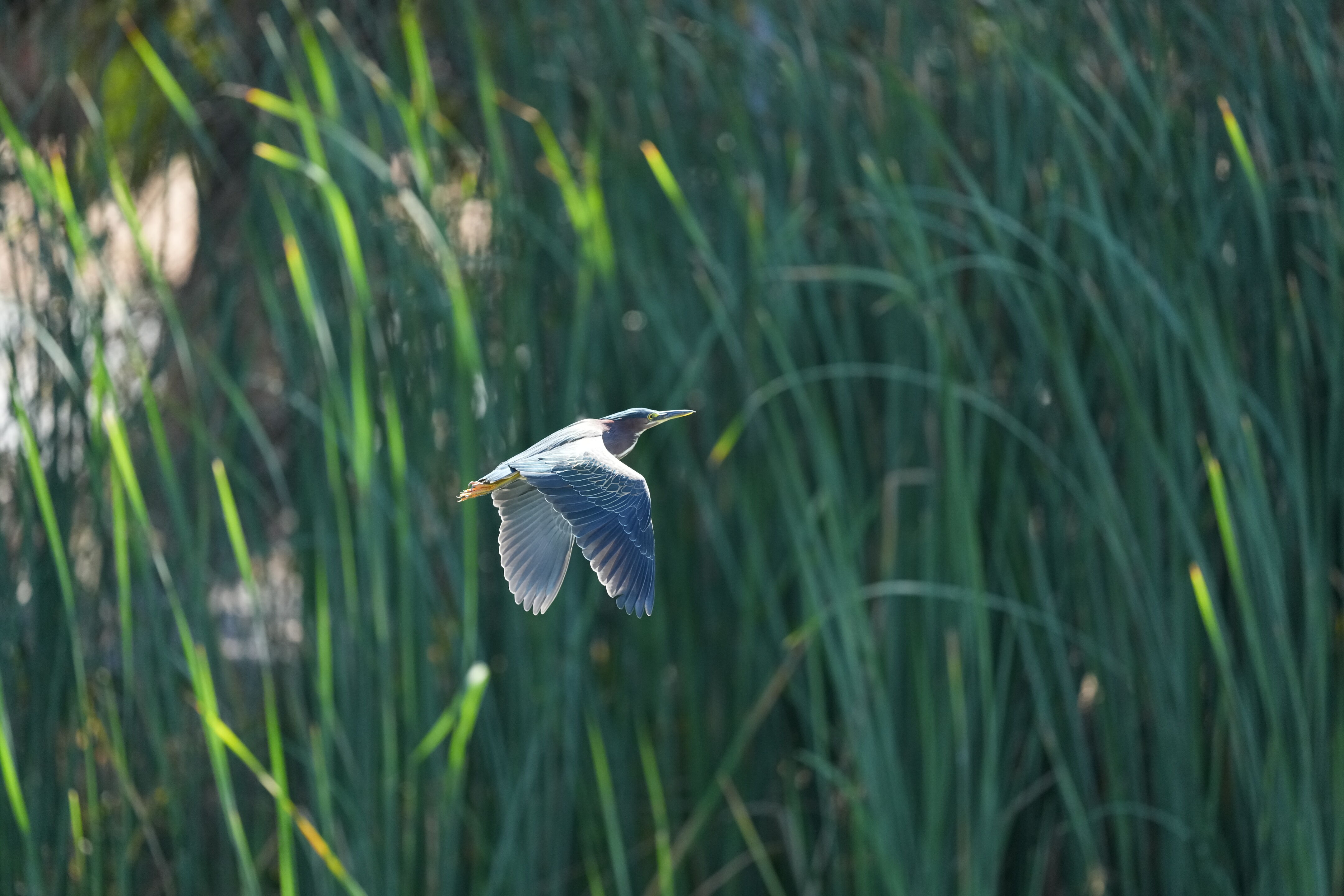 Penitencia Creek County Park