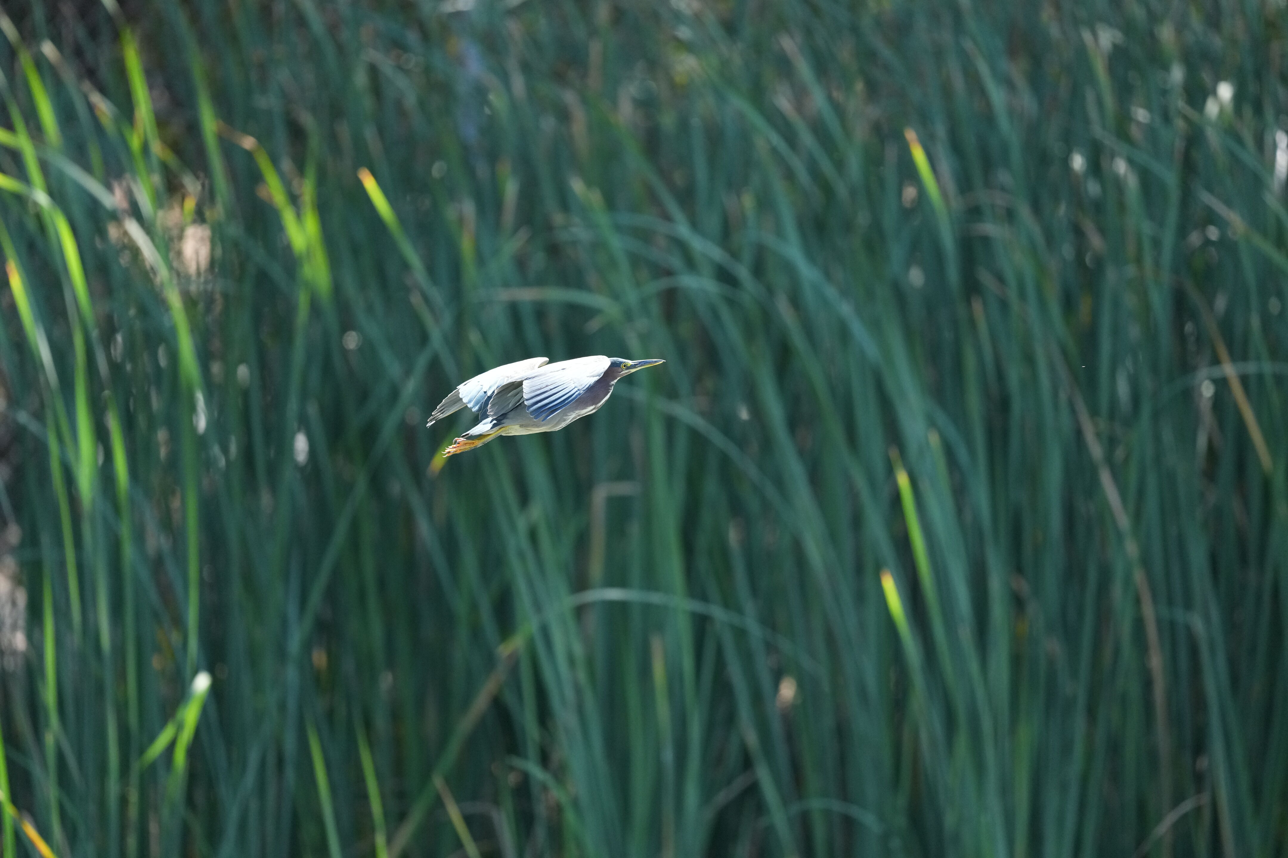 Penitencia Creek County Park