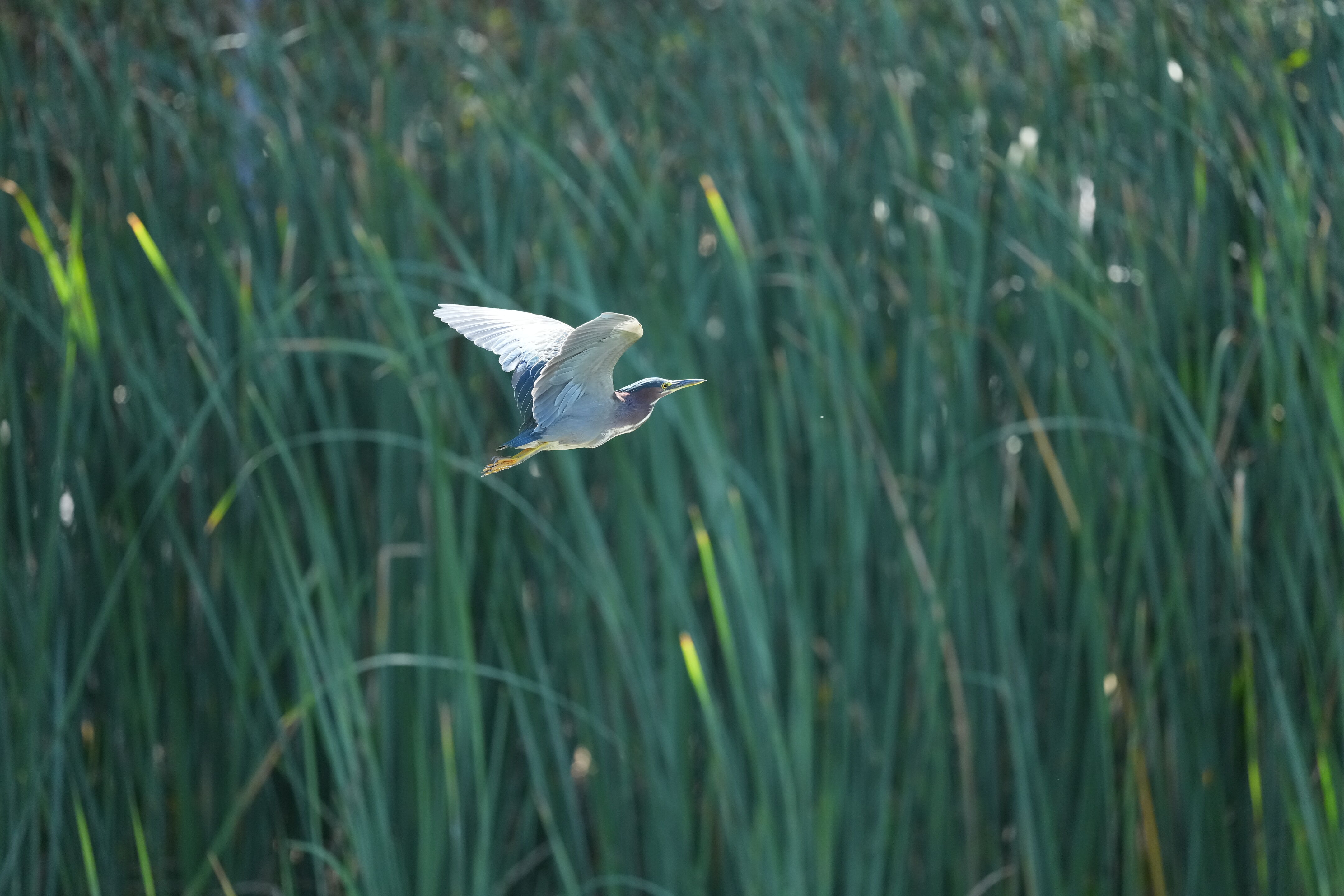 Penitencia Creek County Park