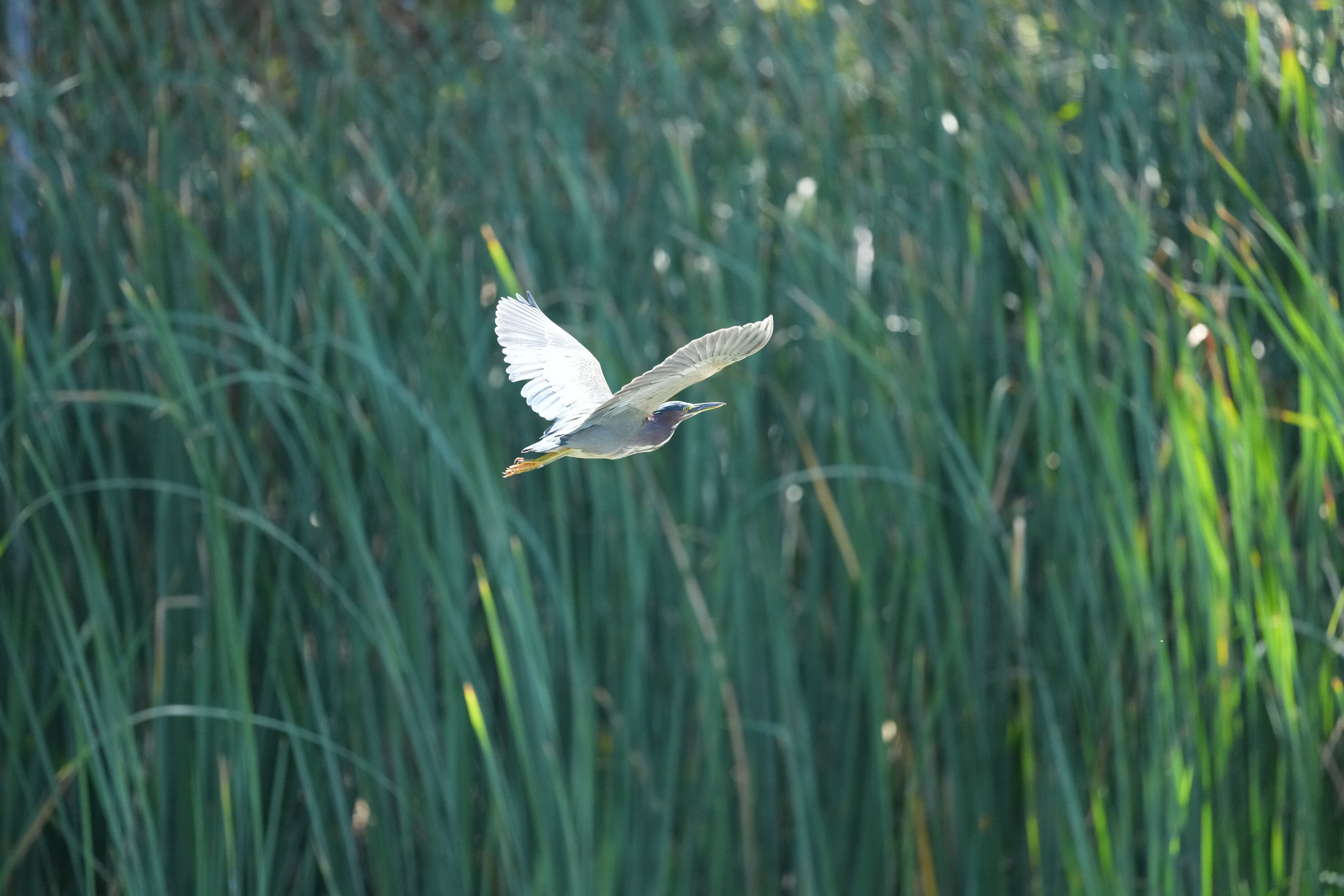 Penitencia Creek County Park