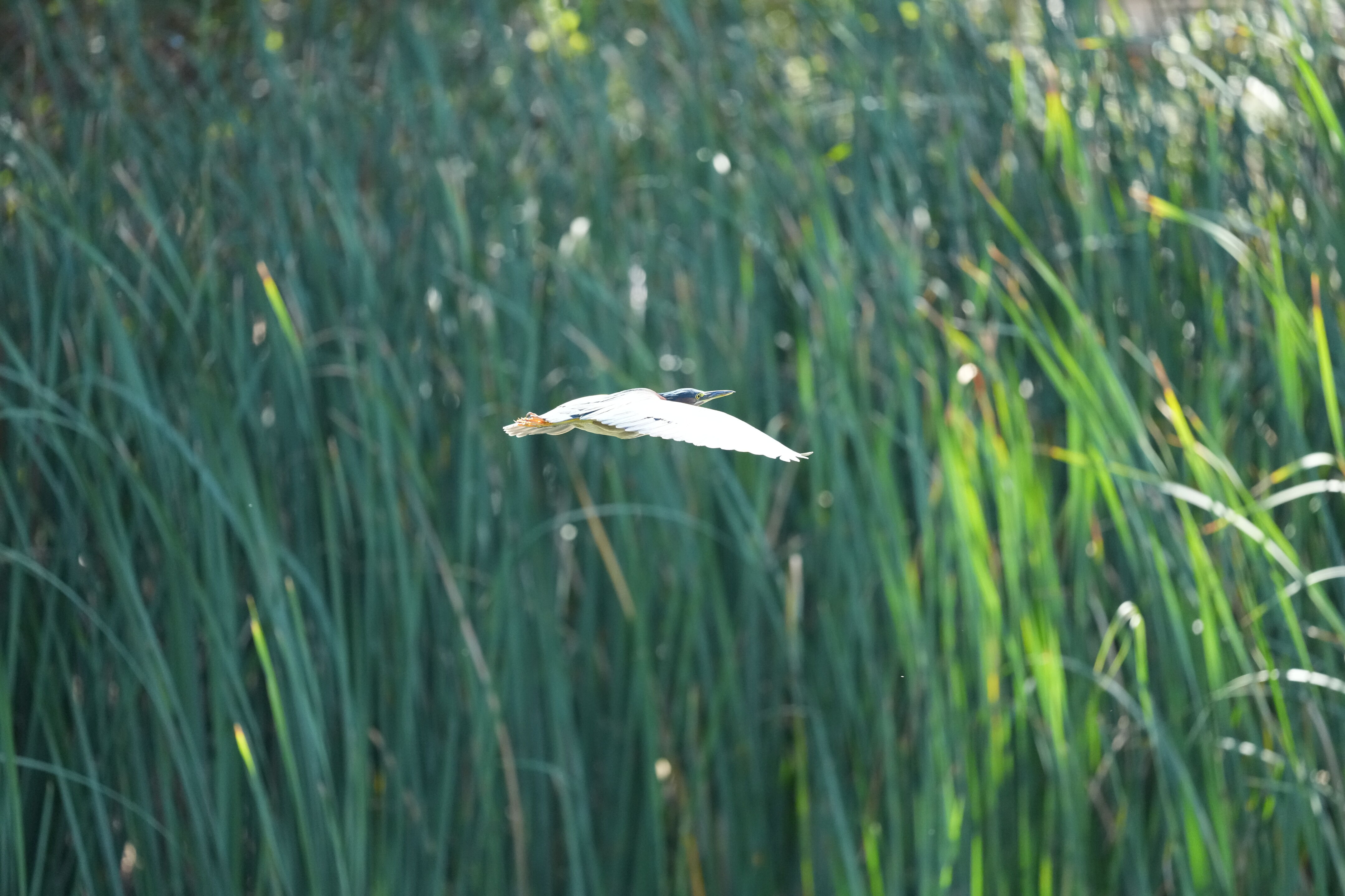 Penitencia Creek County Park