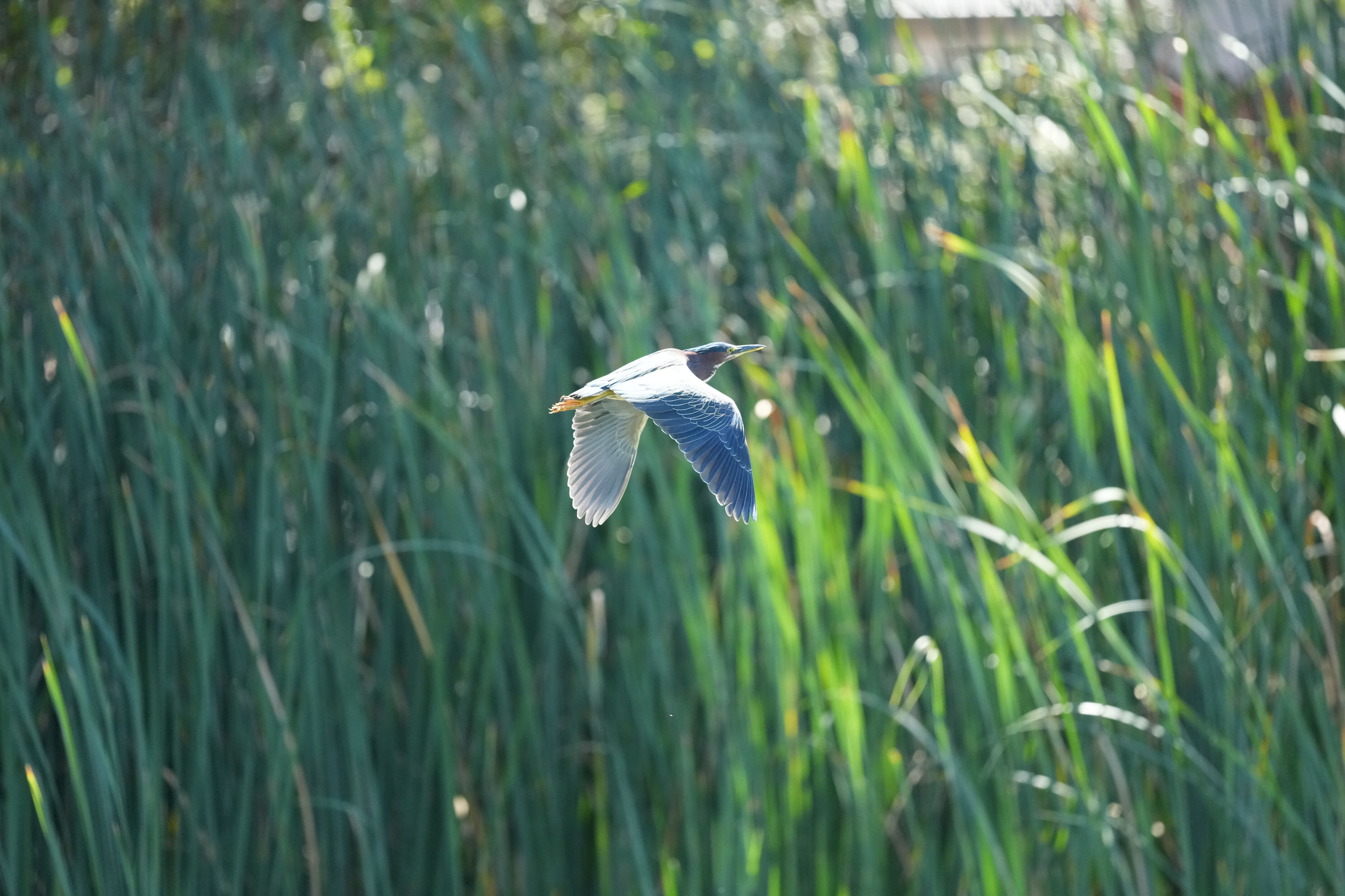 Penitencia Creek County Park